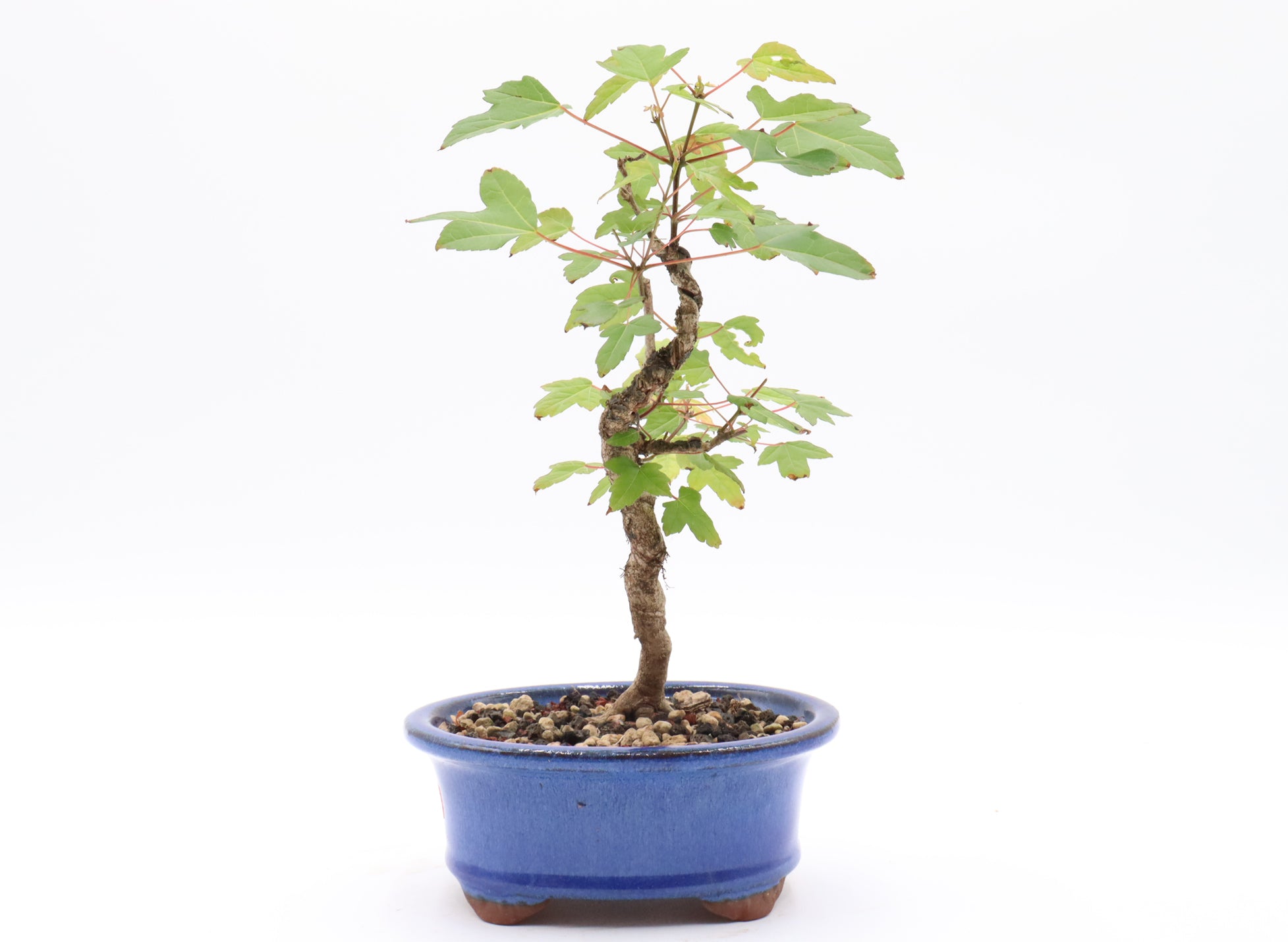 Trident Maple (Acer buergerianum) Bonsai