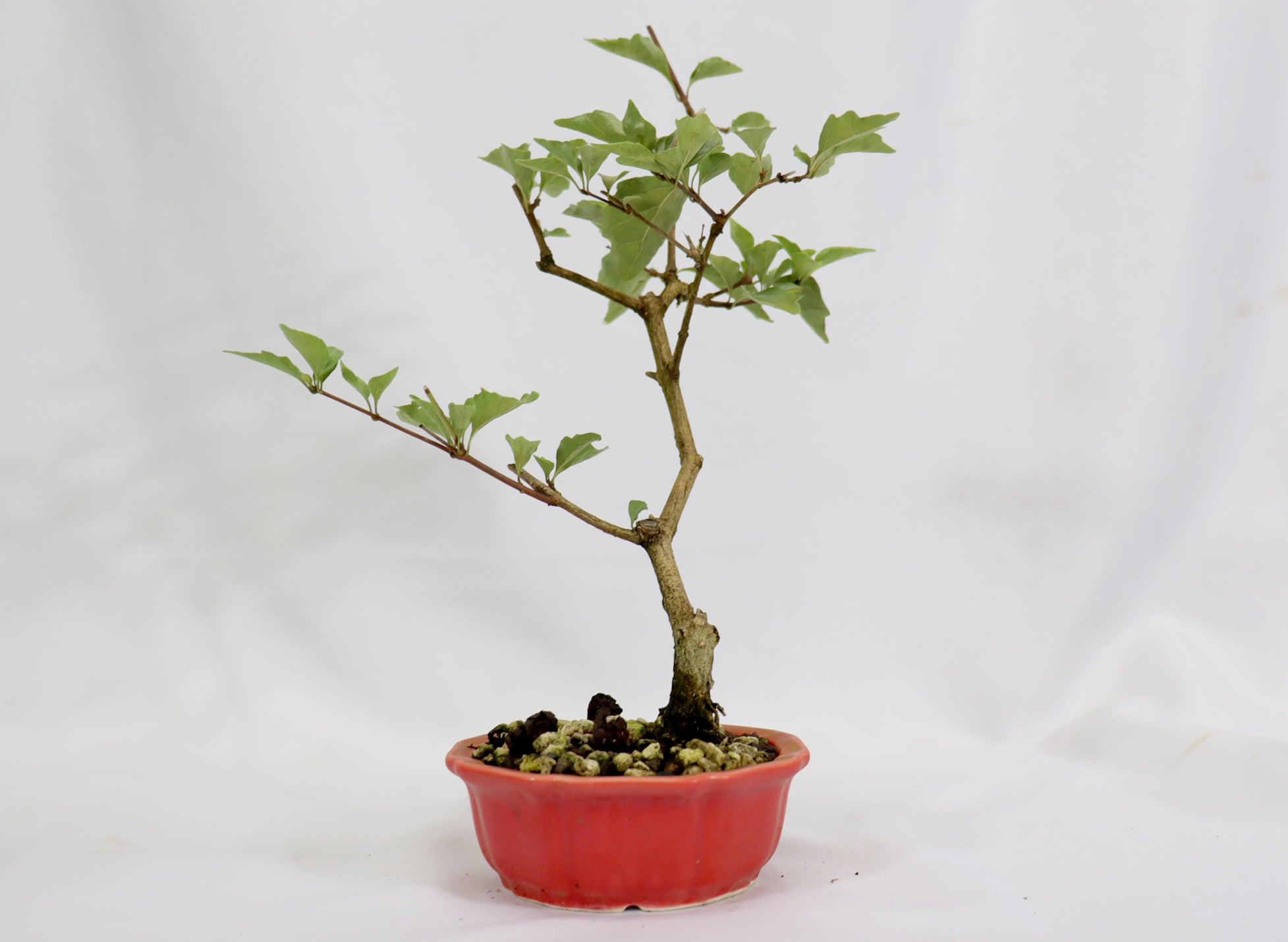 Musk Maple in a Glazed Red Pot