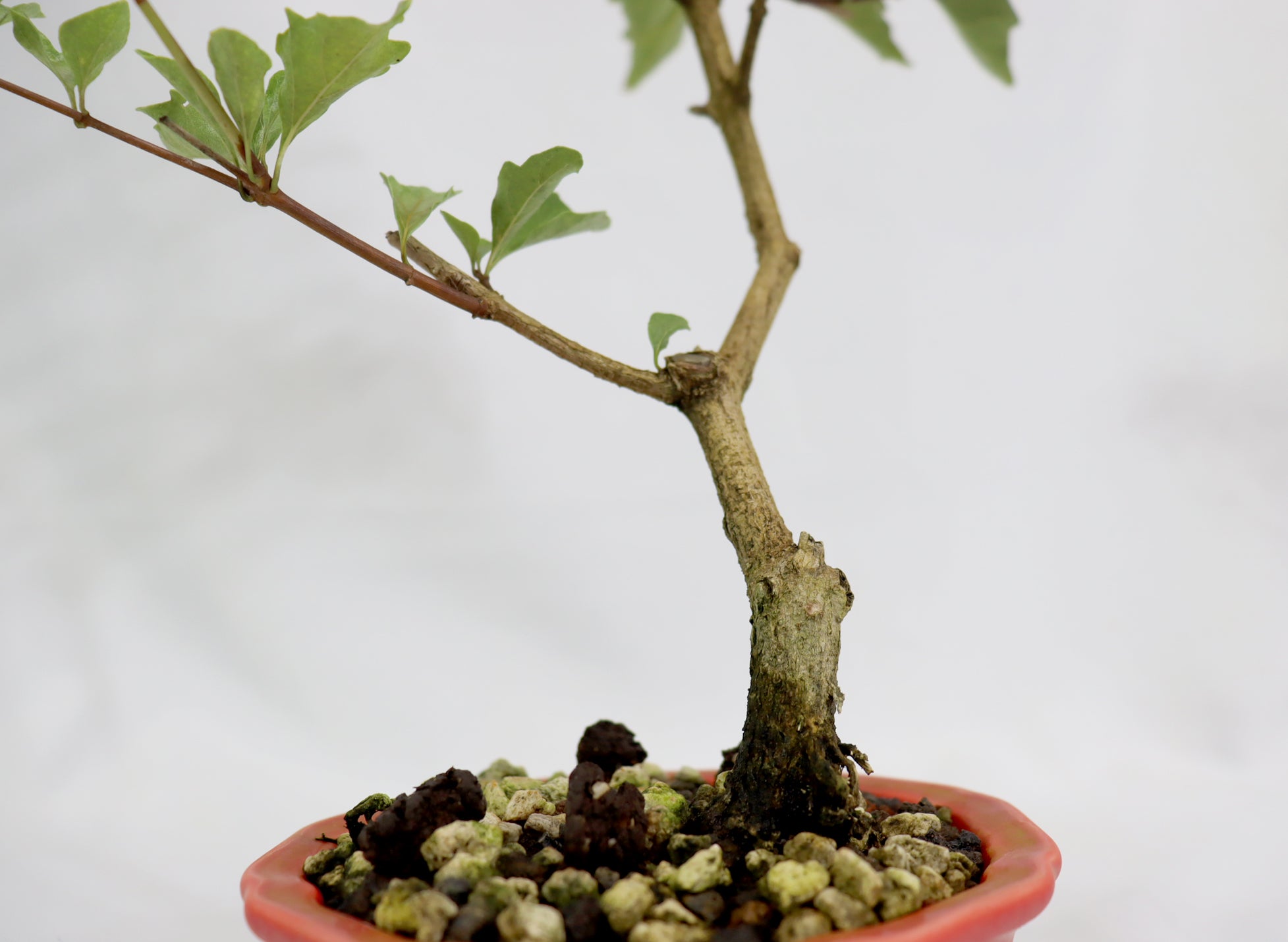 Musk Maple in a Glazed Red Pot