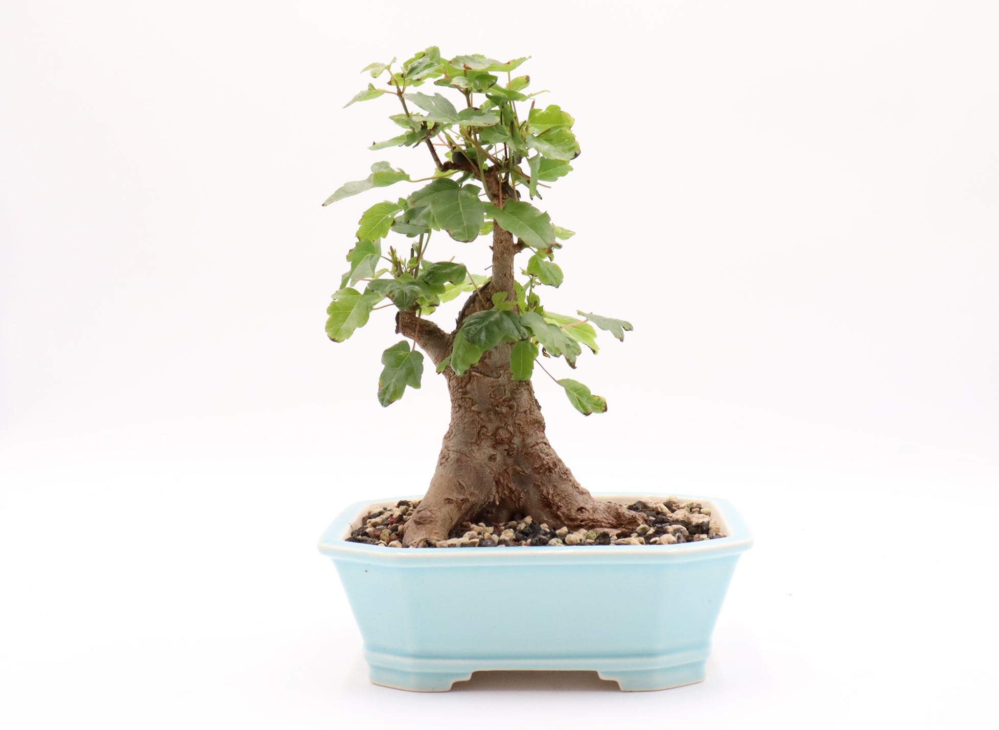 Trident Maple (Acer buergerianum)  Bonsai