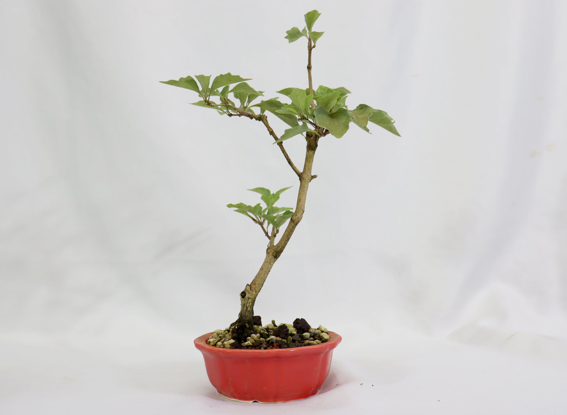 Musk Maple in a Glazed Red Pot