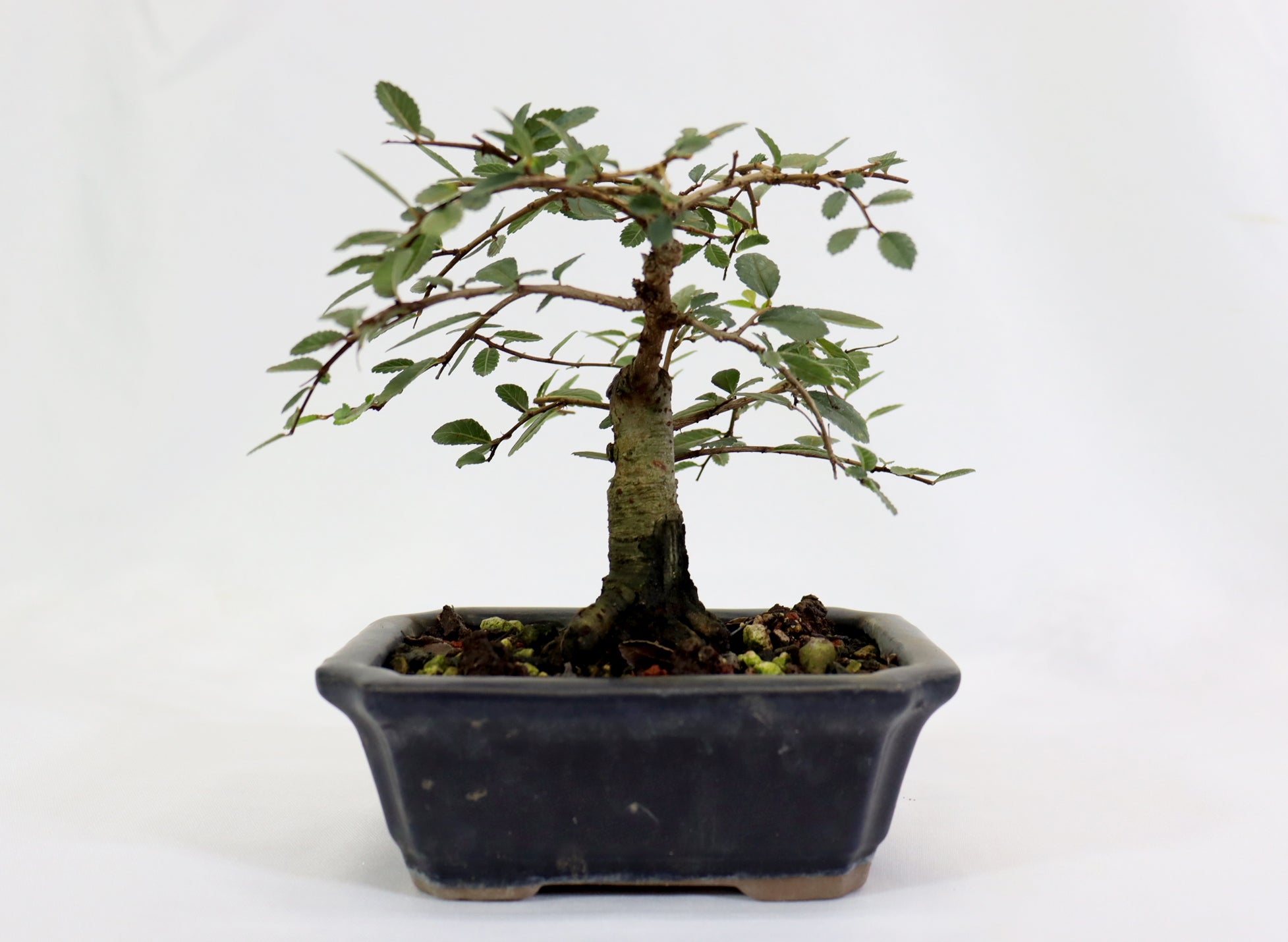 Chinese Elm in a Glazed Container
