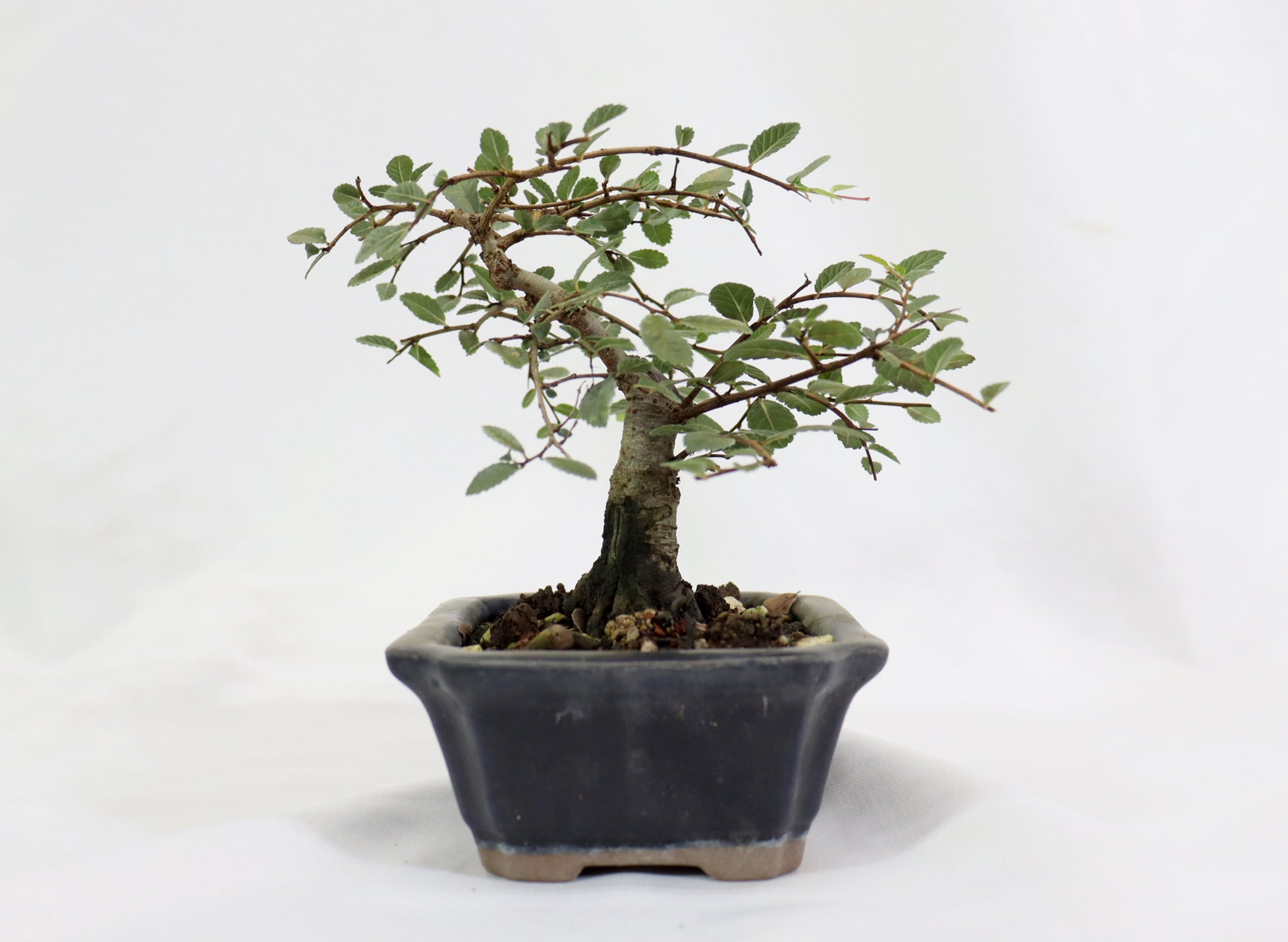 Chinese Elm in a Glazed Container