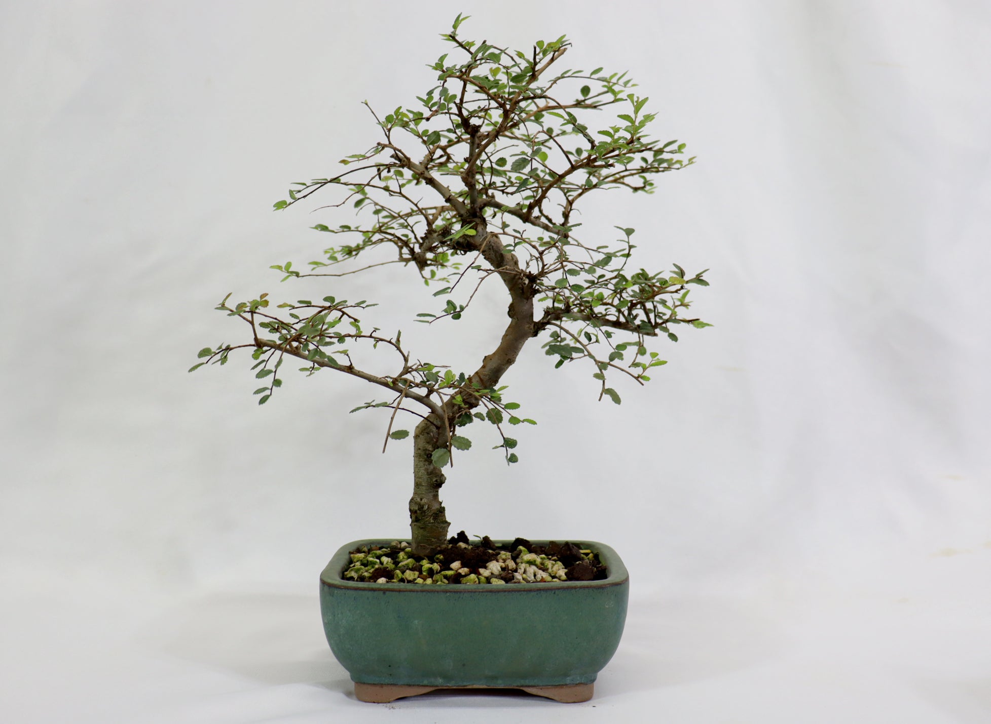 Chinese Elm in a Glazed Container