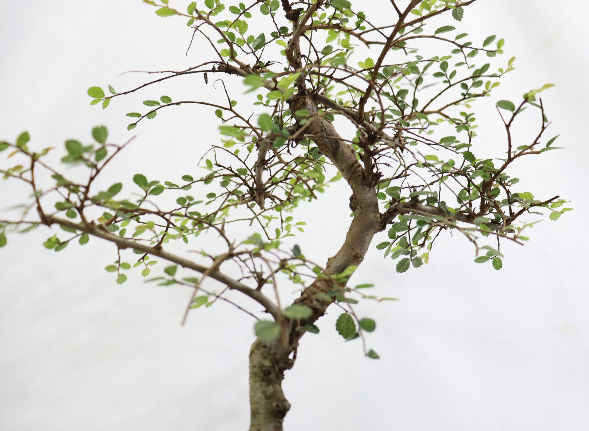 Chinese Elm in a Glazed Container