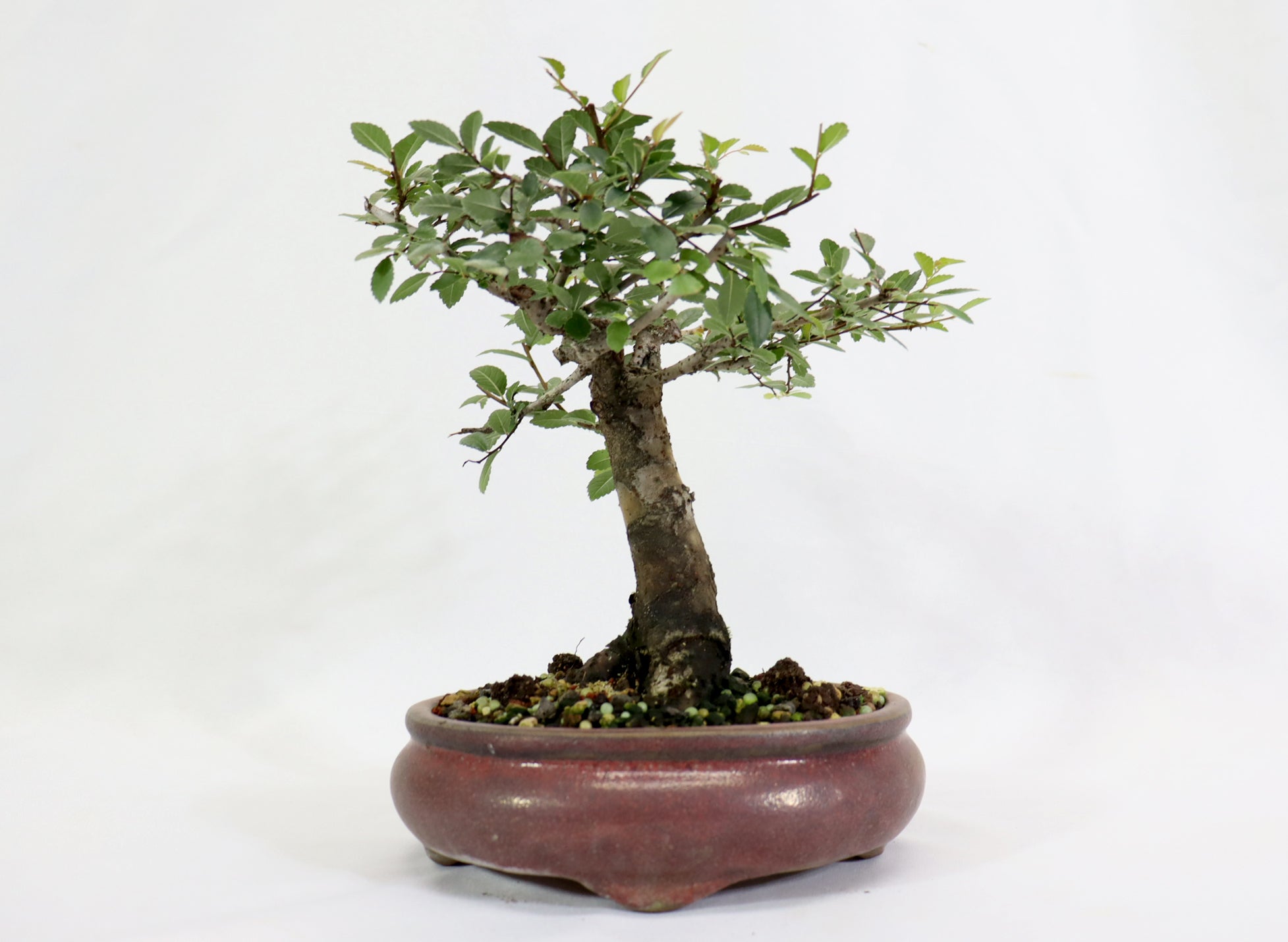 Chinese Elm in a Glazed Oxblood Container