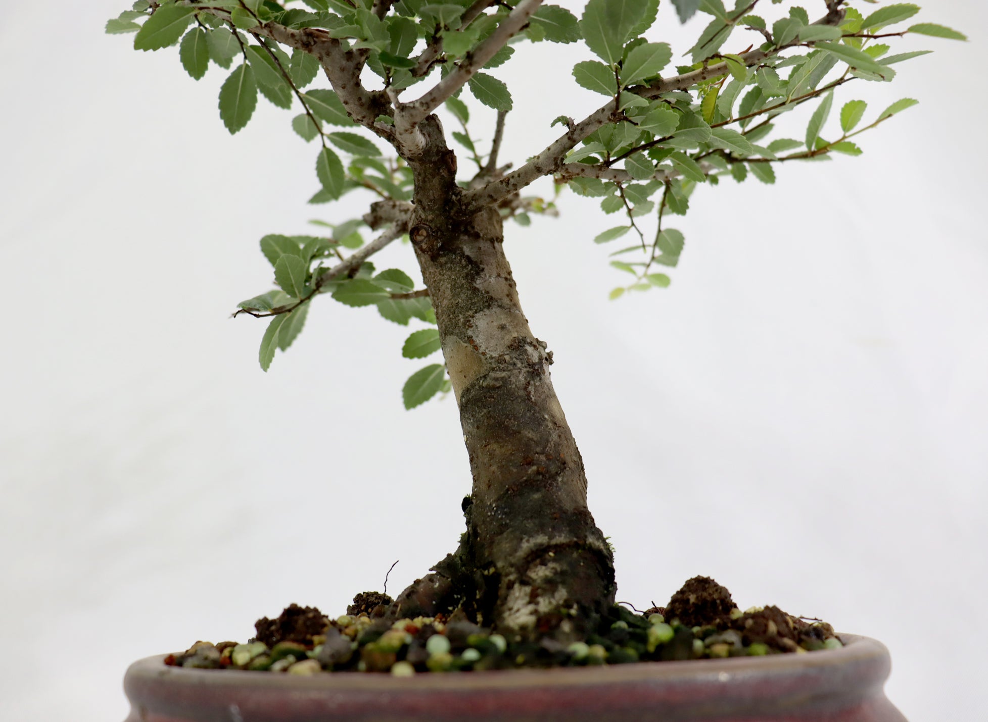 Chinese Elm in a Glazed Oxblood Container
