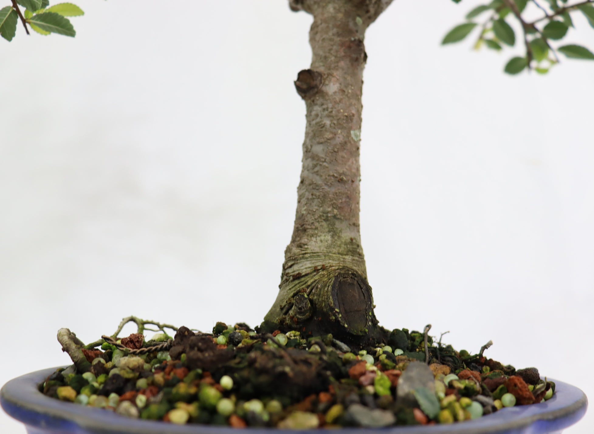 Chinese Elm in a Blue Glazed Pot