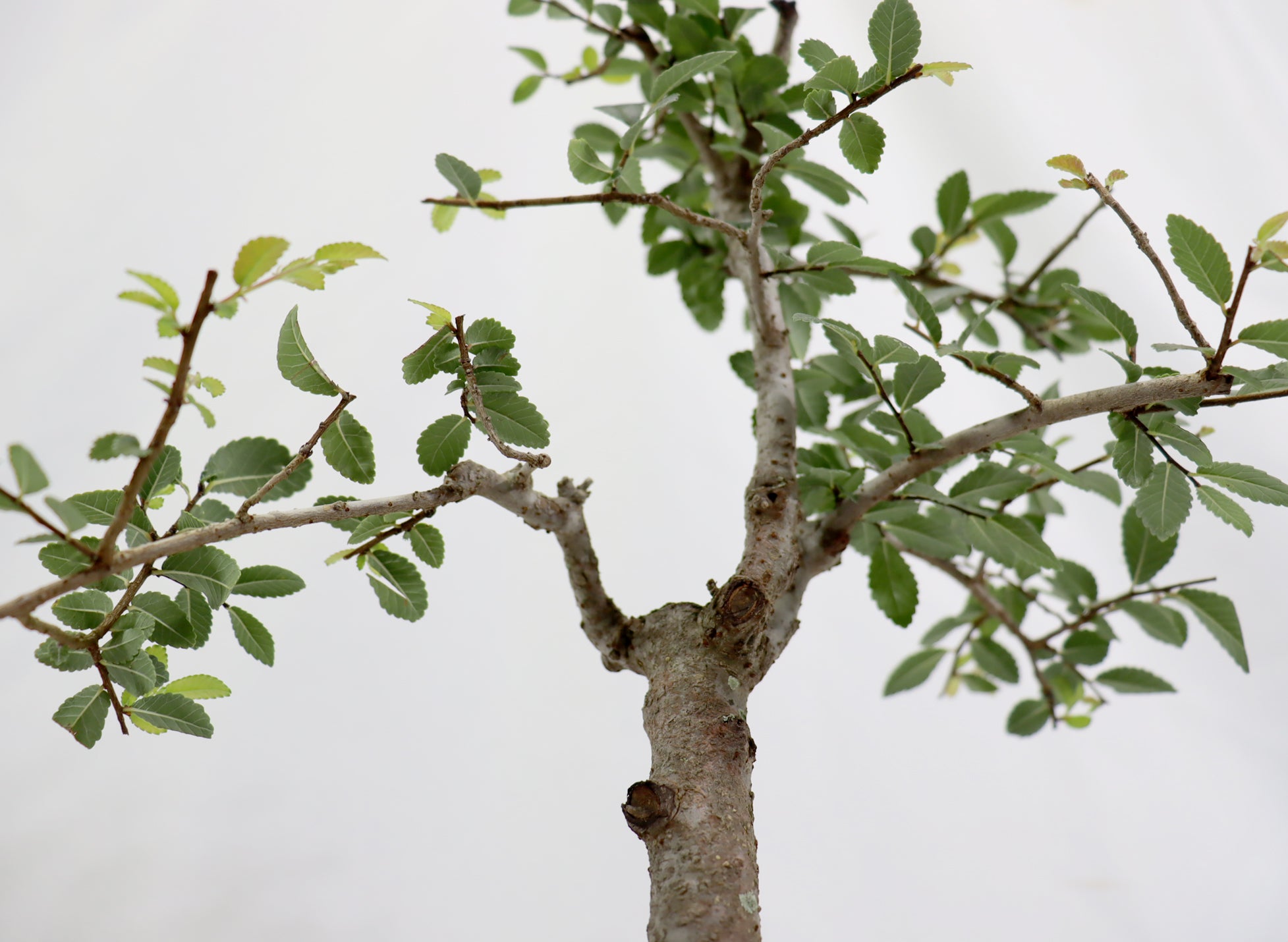 Chinese Elm in a Blue Glazed Pot