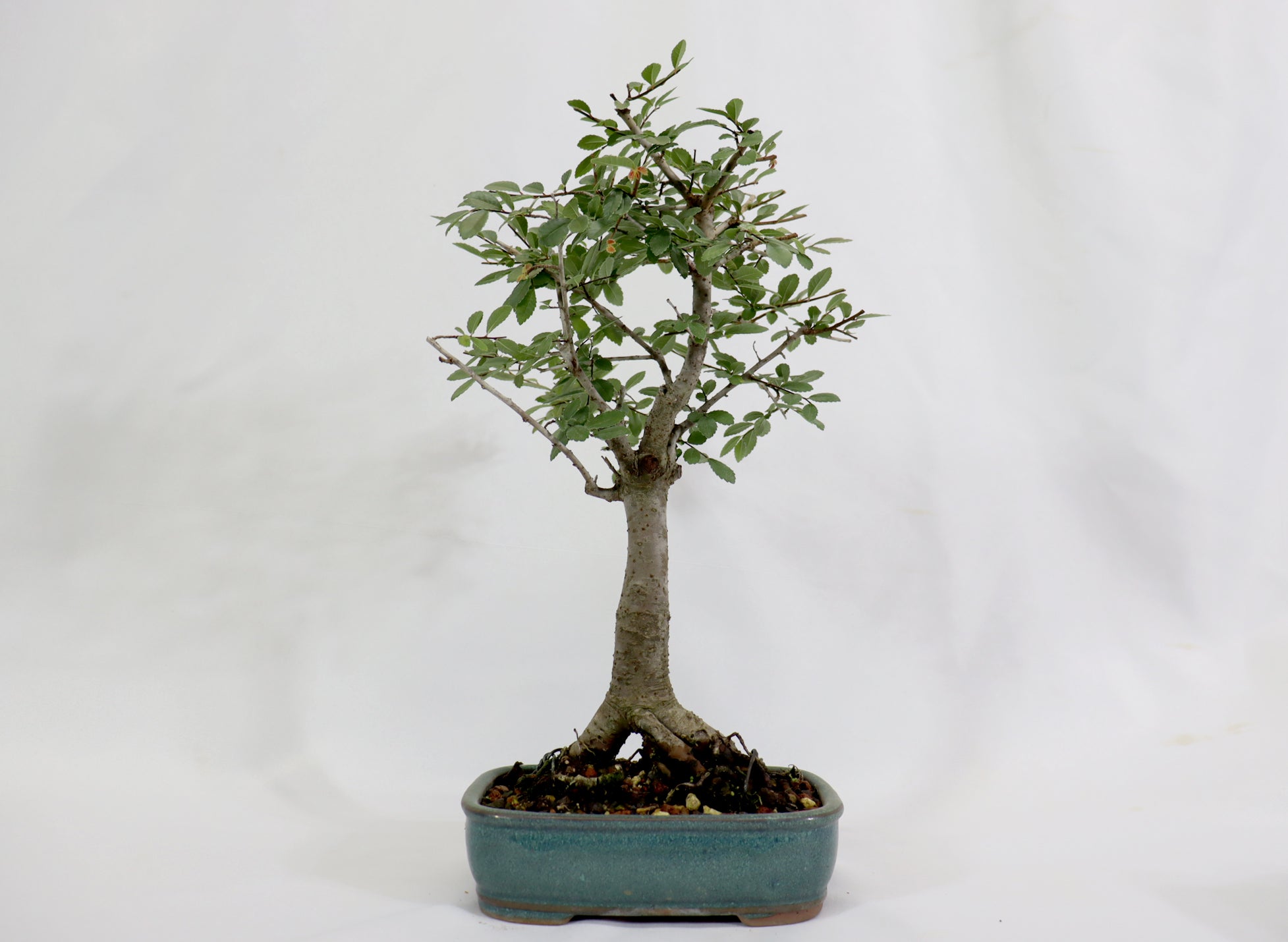 Chinese Elm in a Glazed Container