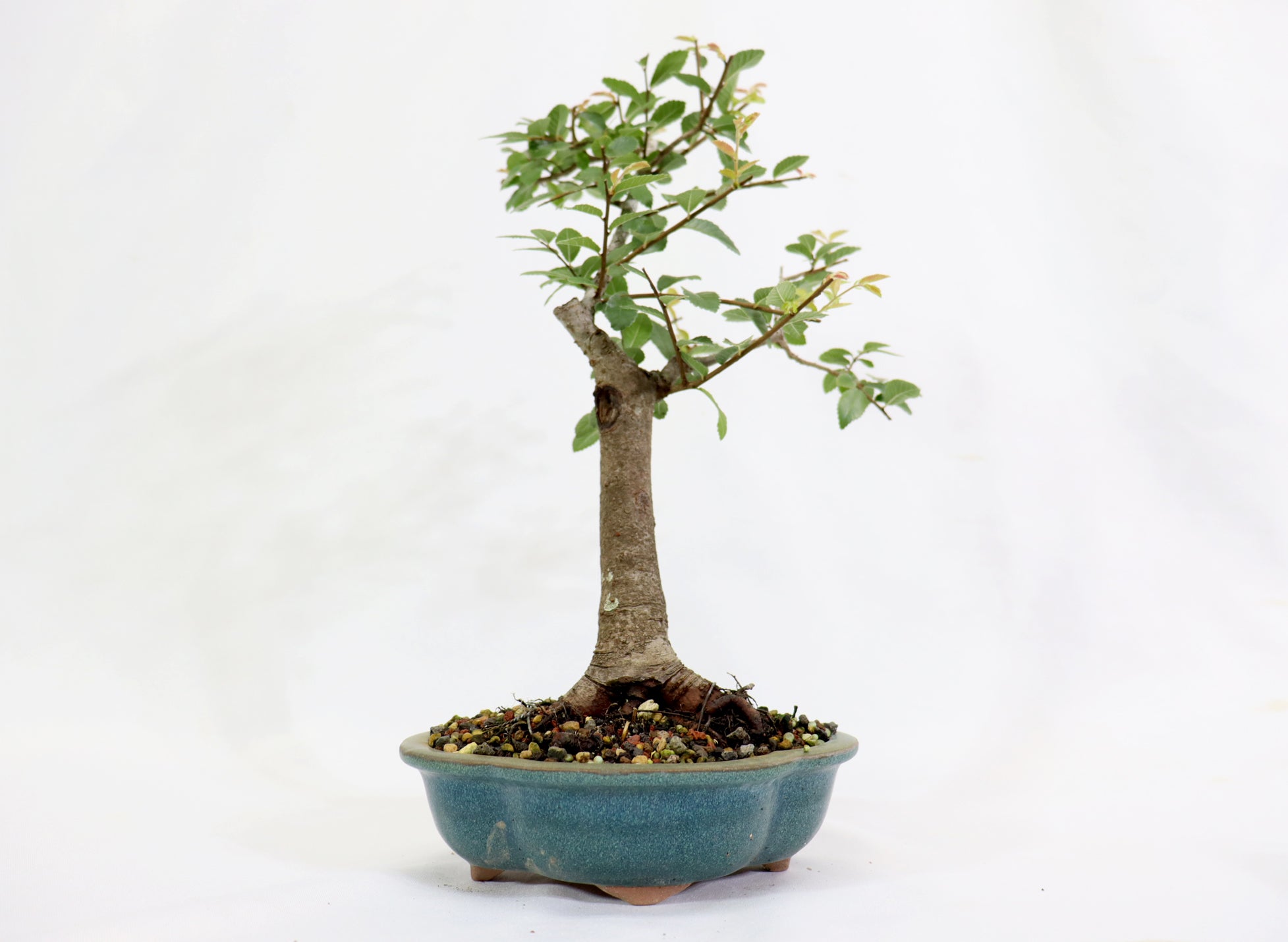 Chinese Elm in a Glazed Lotus Pot