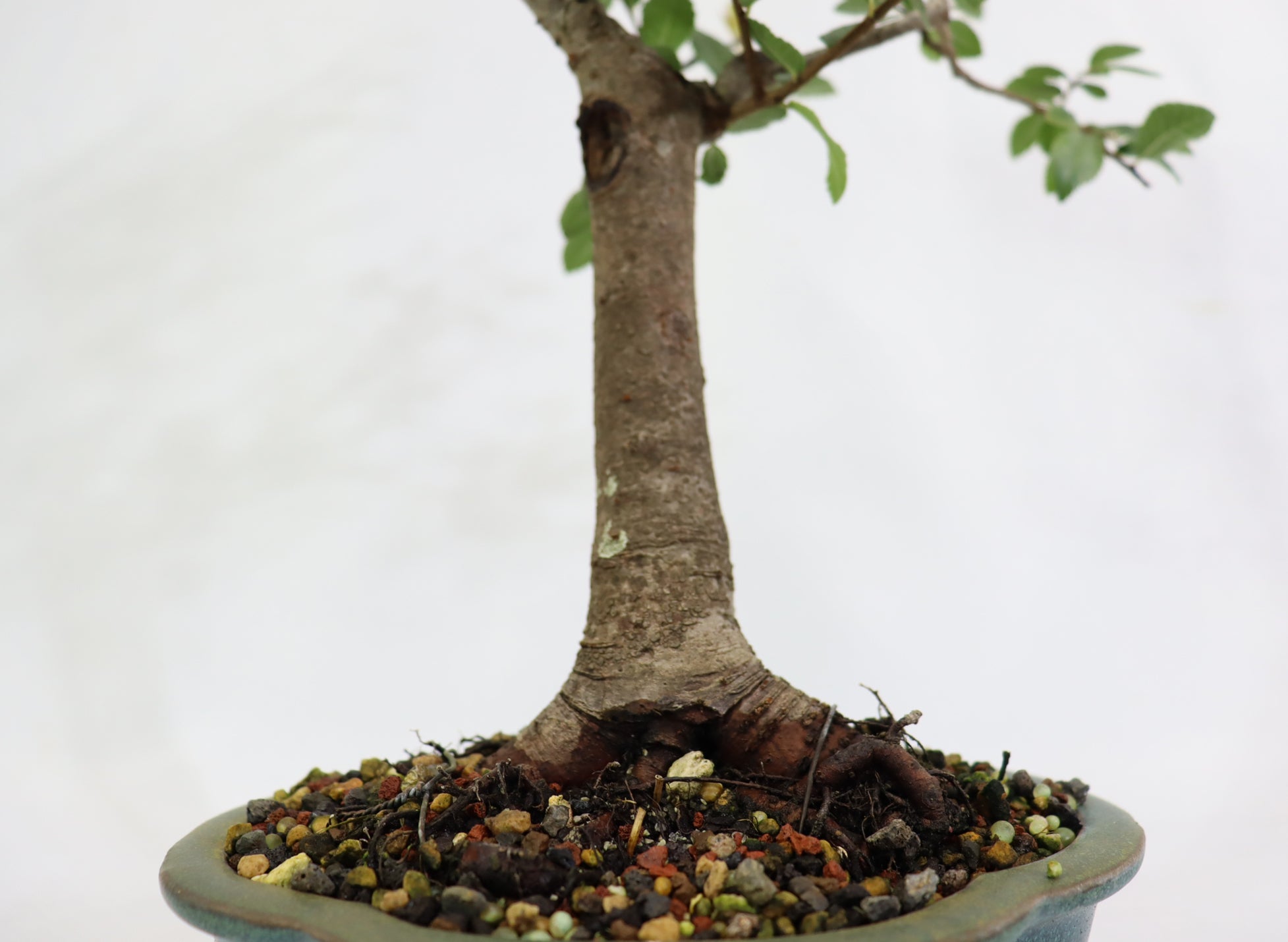 Chinese Elm in a Glazed Lotus Pot
