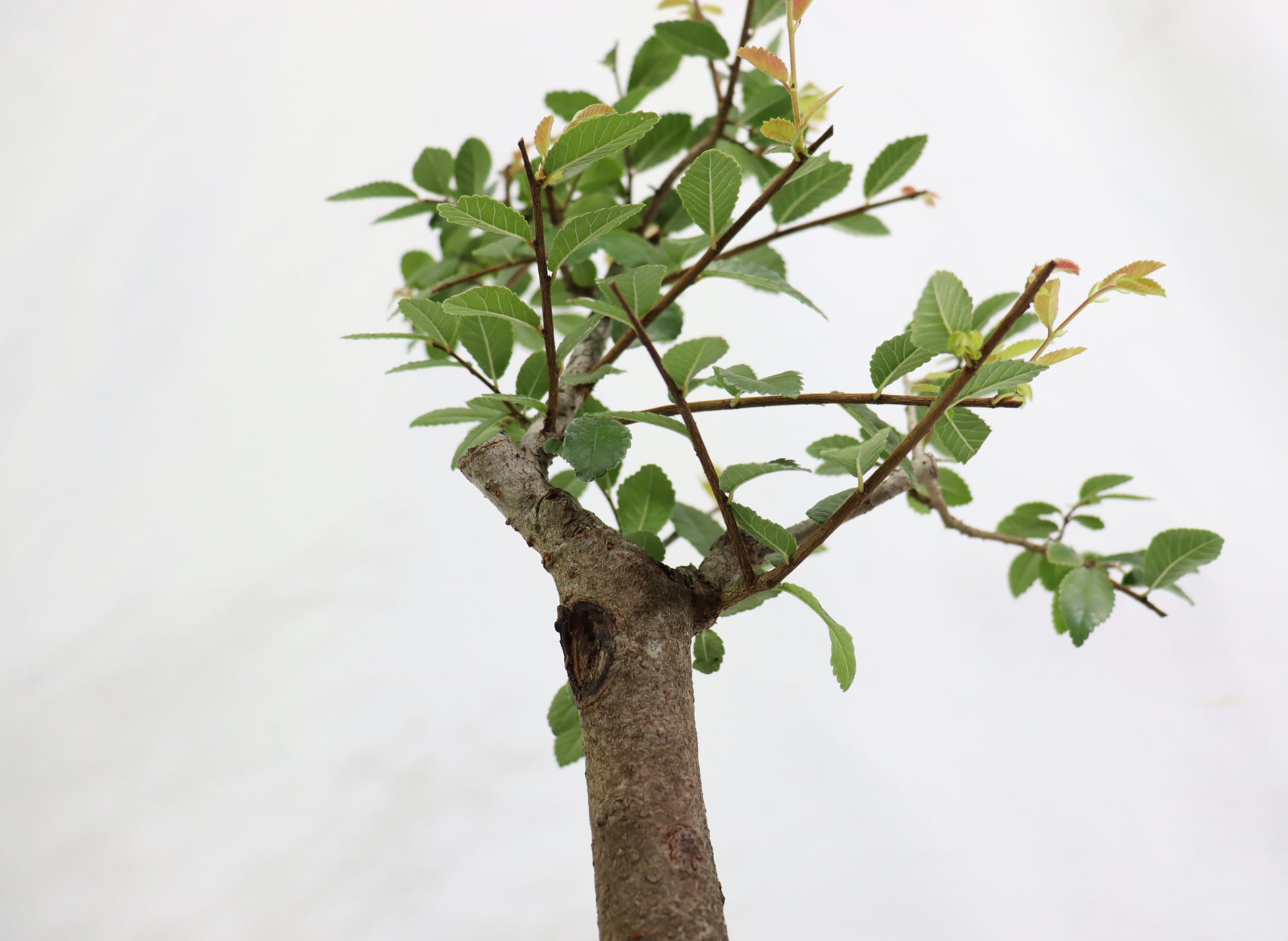 Chinese Elm in a Glazed Lotus Pot