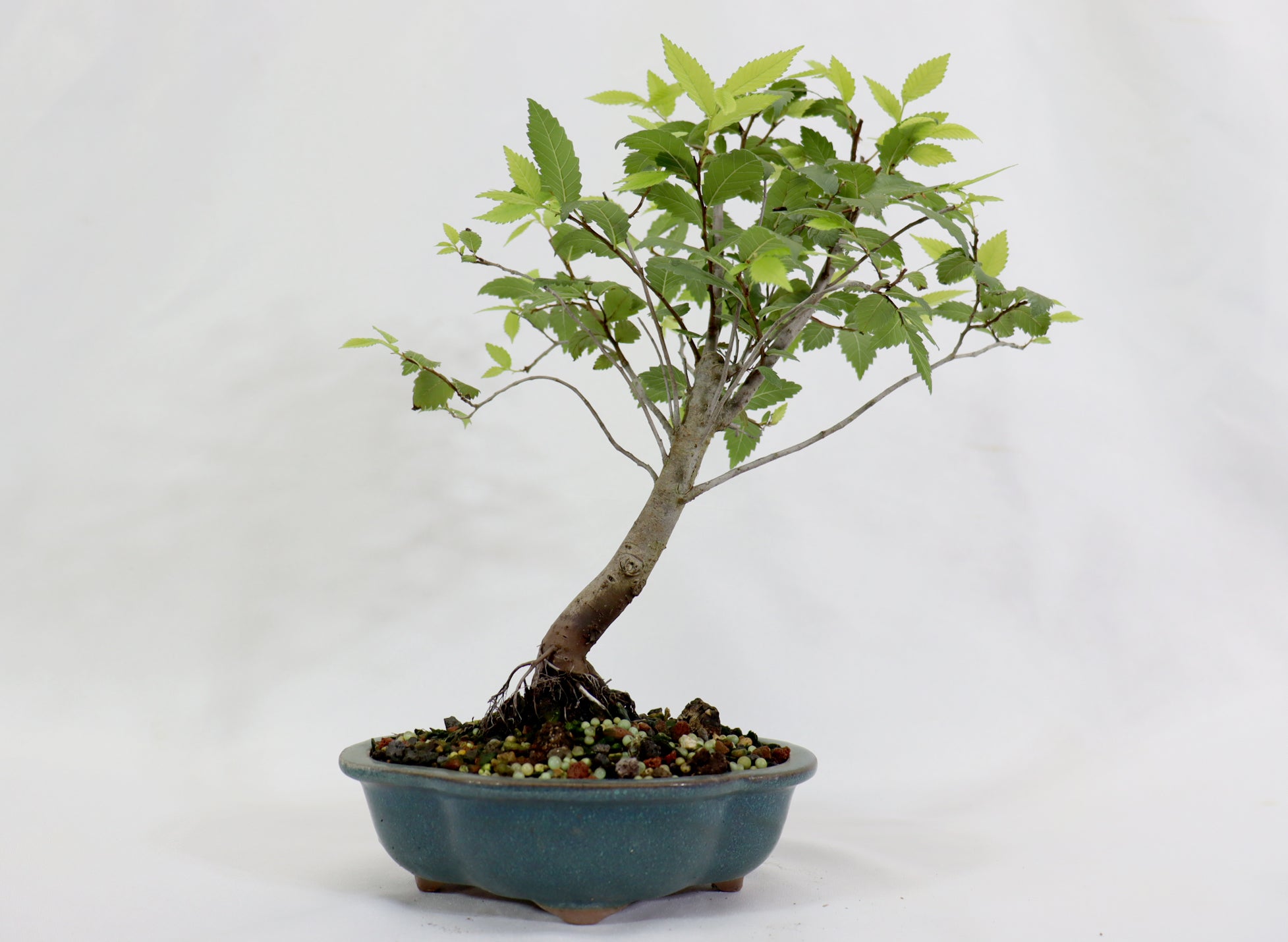 American Elm in a Glazed Container