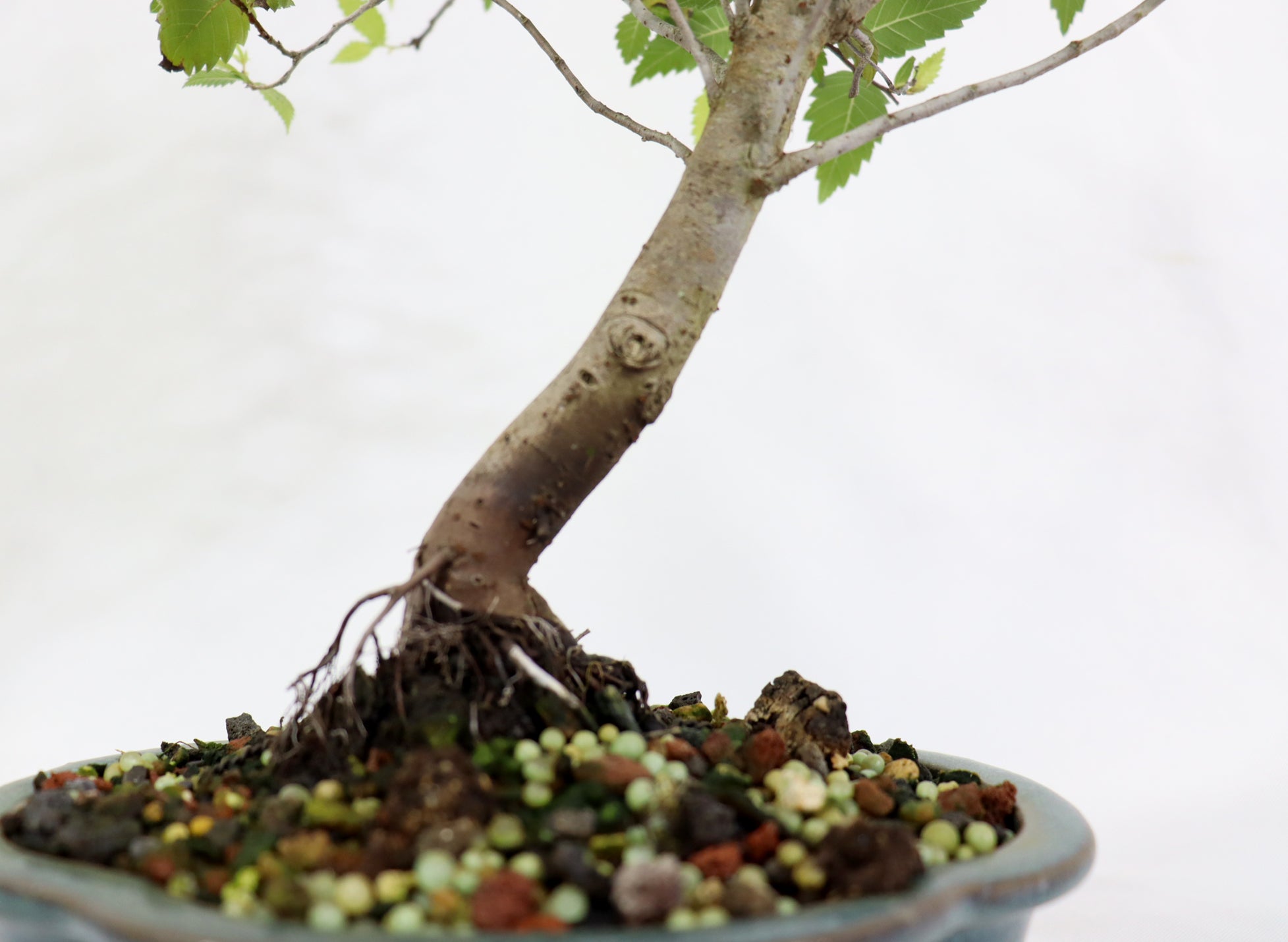 American Elm in a Glazed Container
