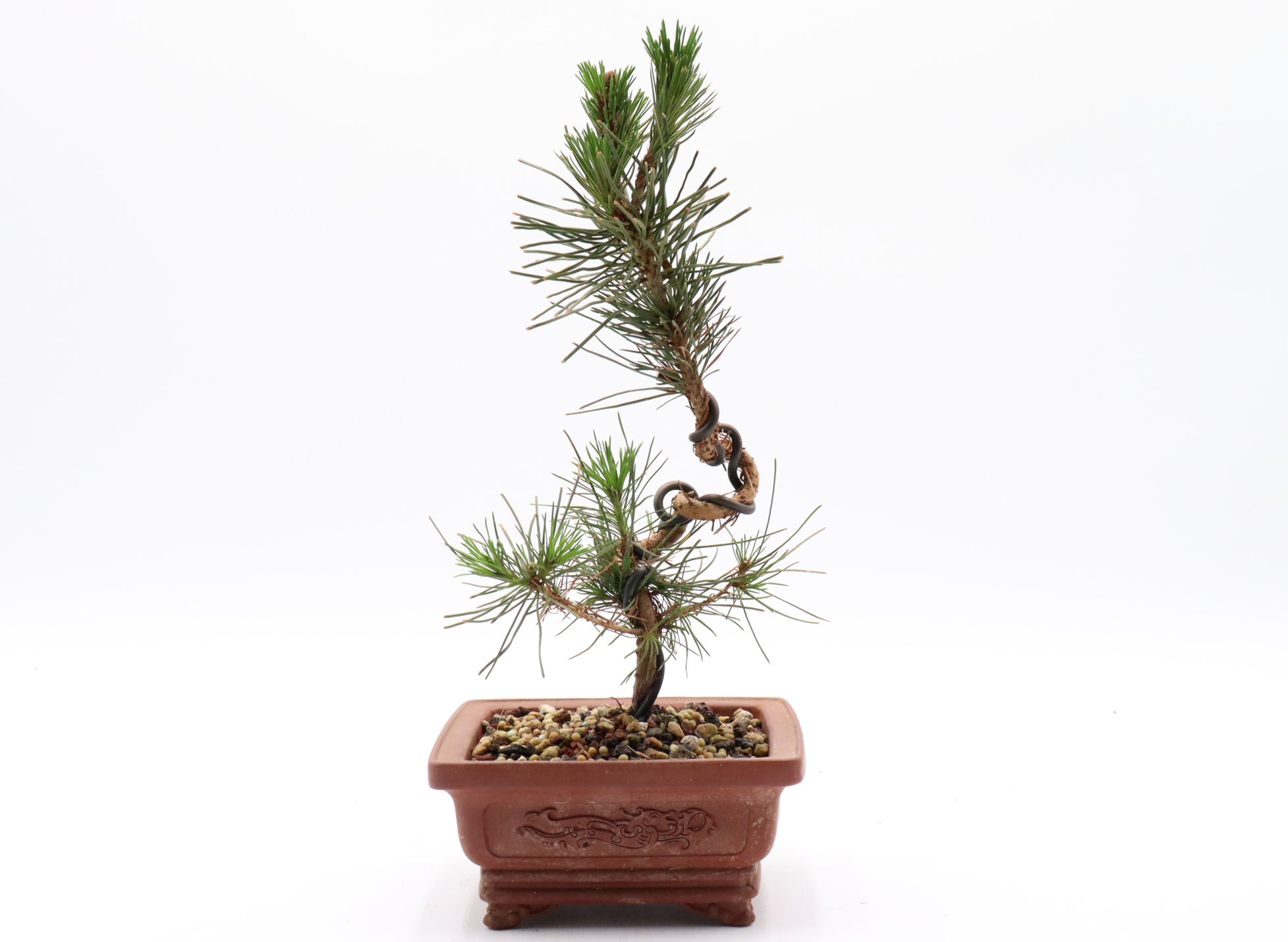 Wired Japanese Black Pine in Yixing Pot