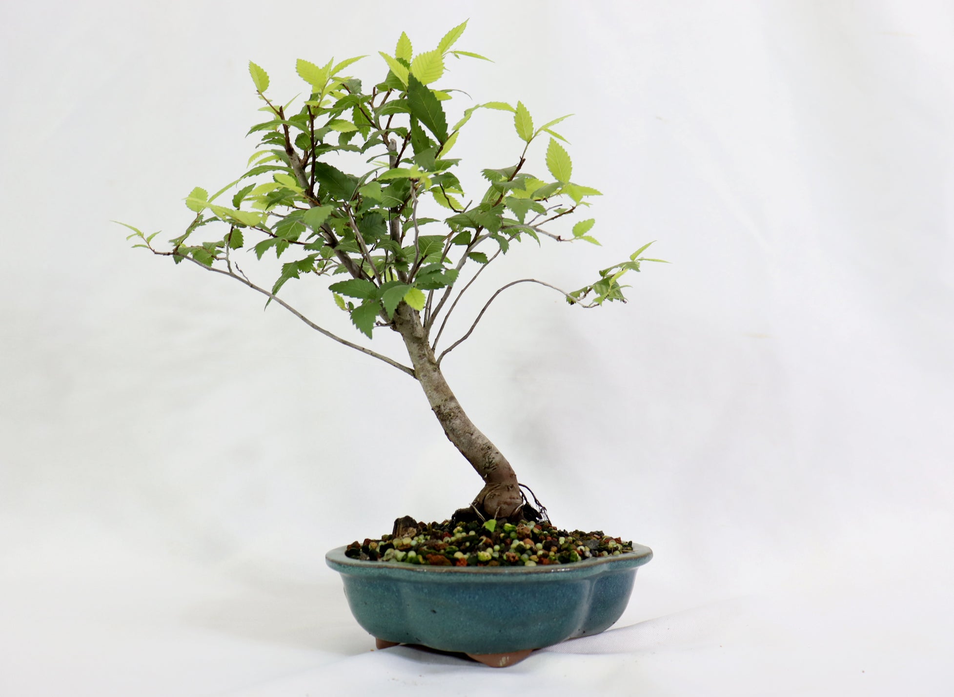 American Elm in a Glazed Container