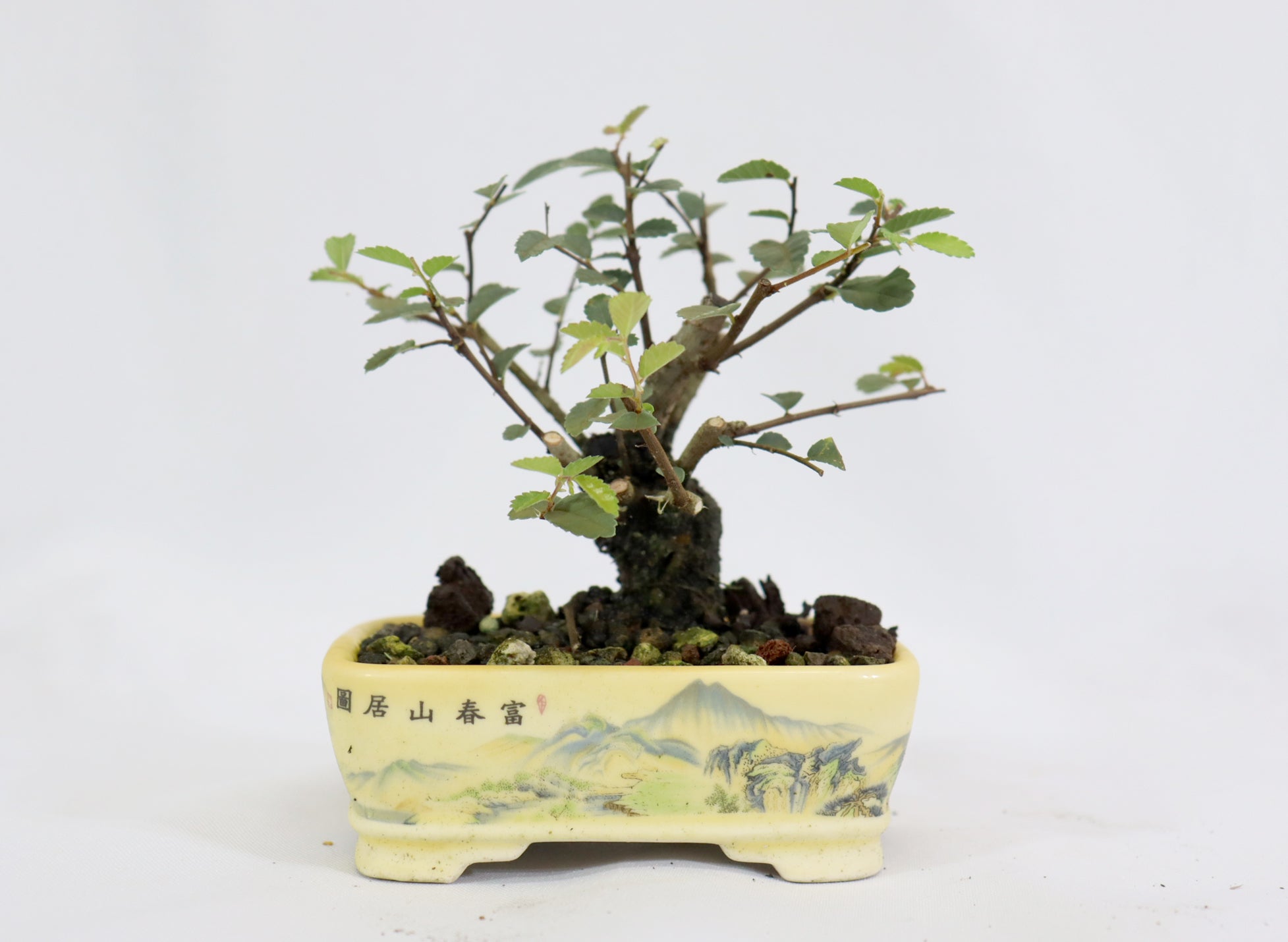 Mame Chinese Elm in a Transferware Pot