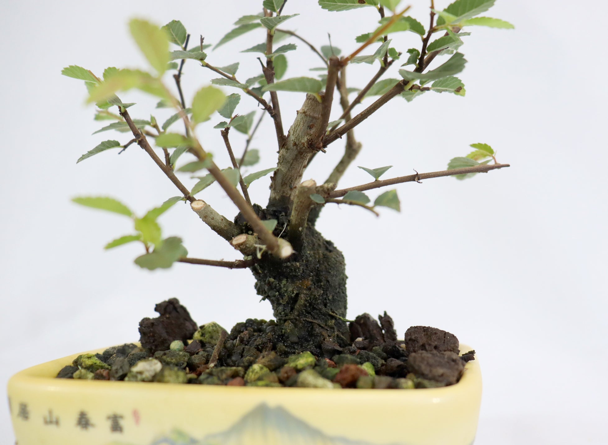 Mame Chinese Elm in a Transferware Pot
