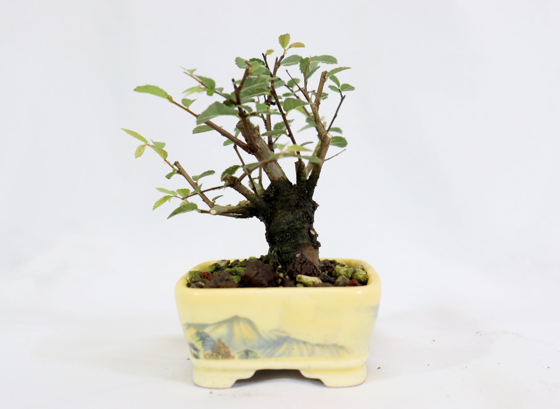 Mame Chinese Elm in a Transferware Pot