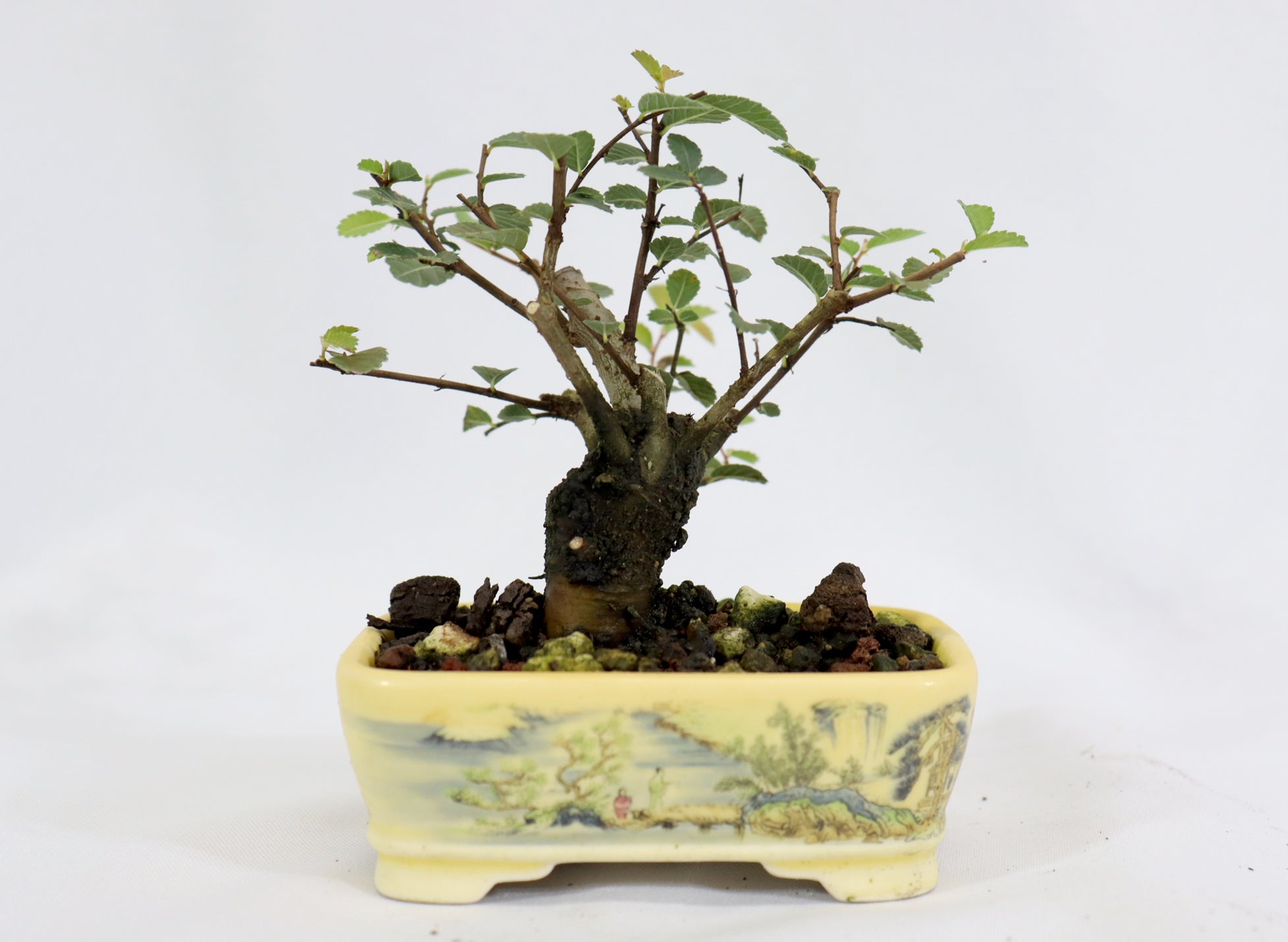 Mame Chinese Elm in a Transferware Pot