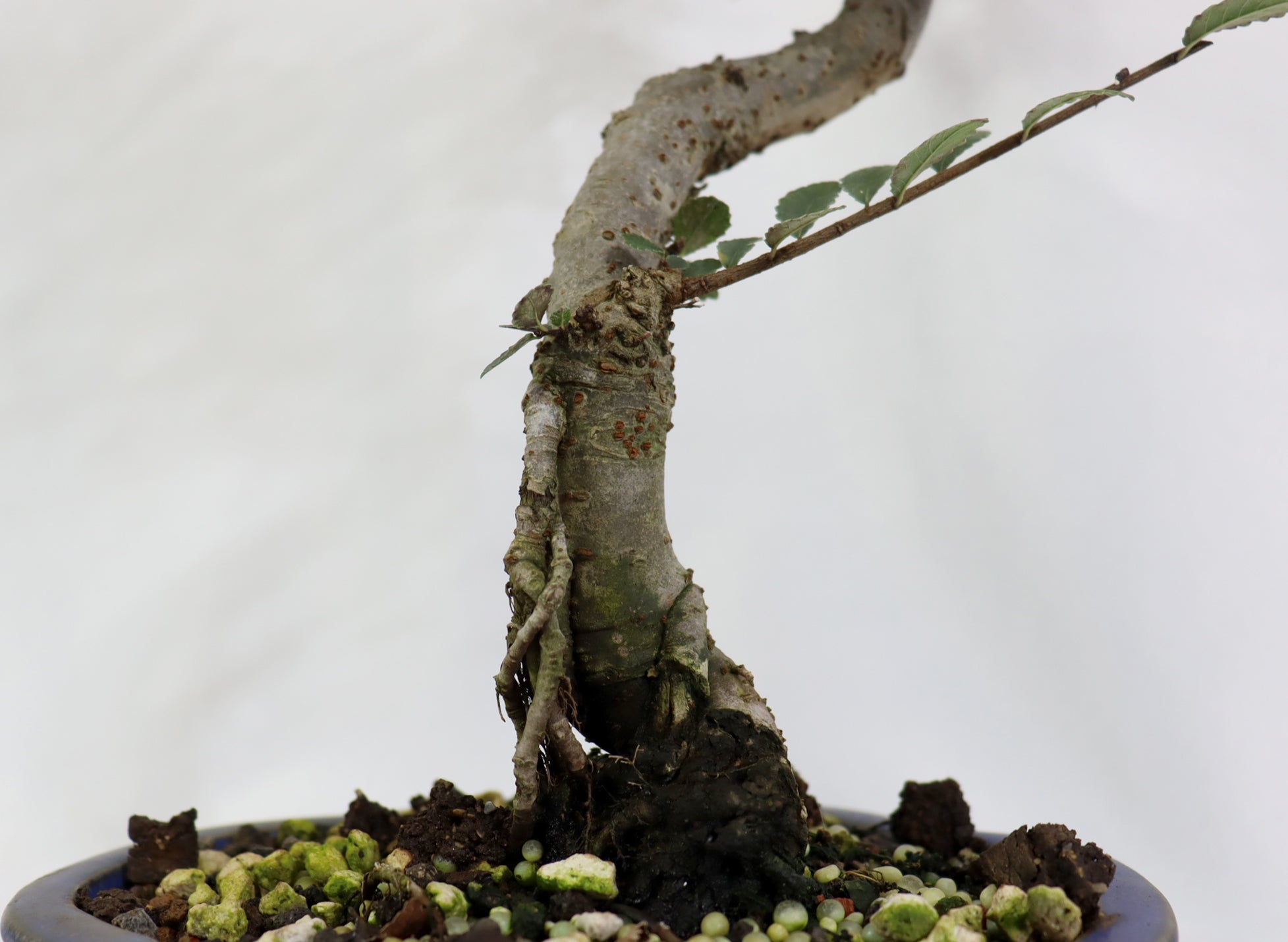 Chinese Elm in a Glazed Pot