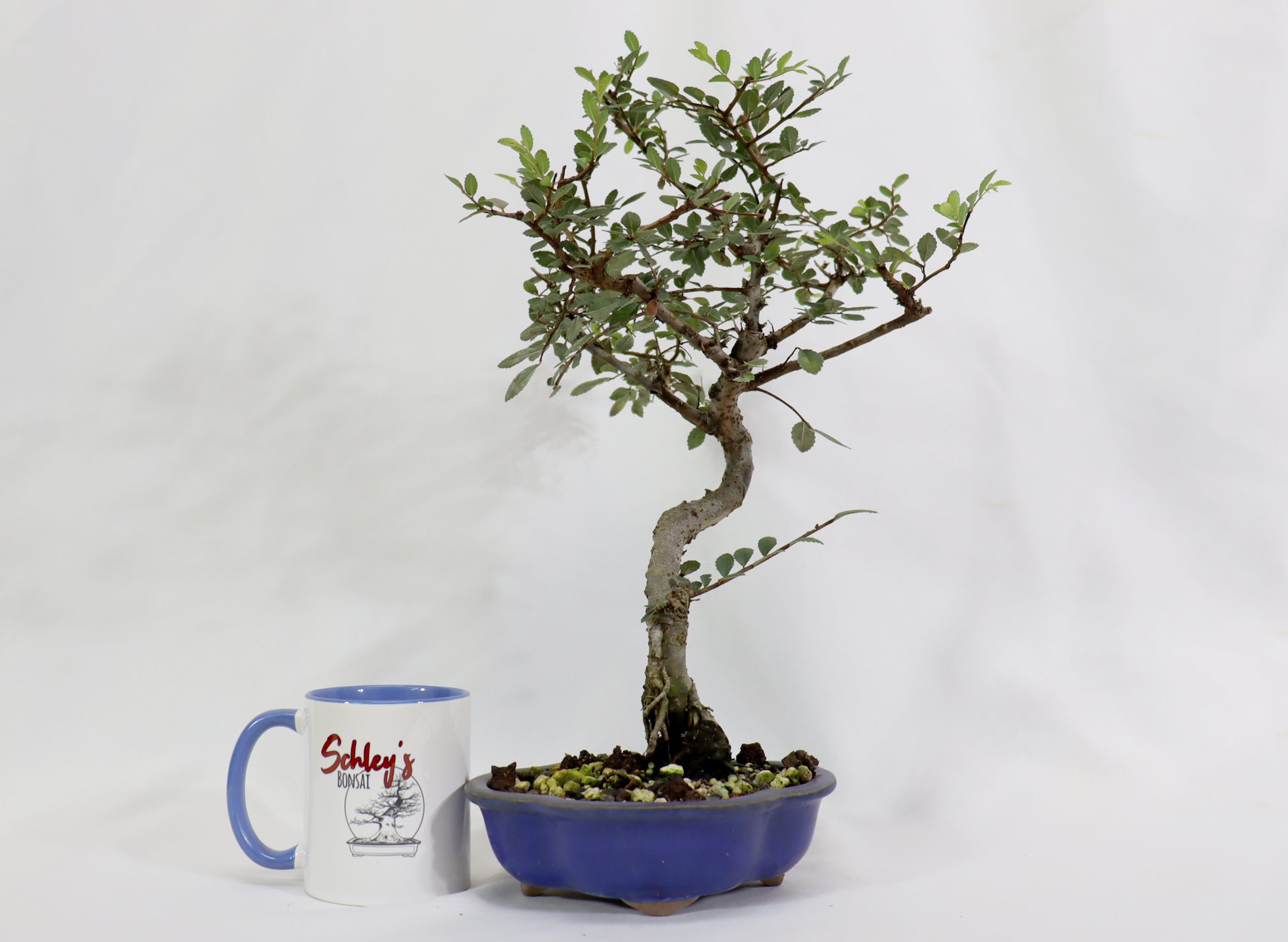Chinese Elm in a Glazed Pot