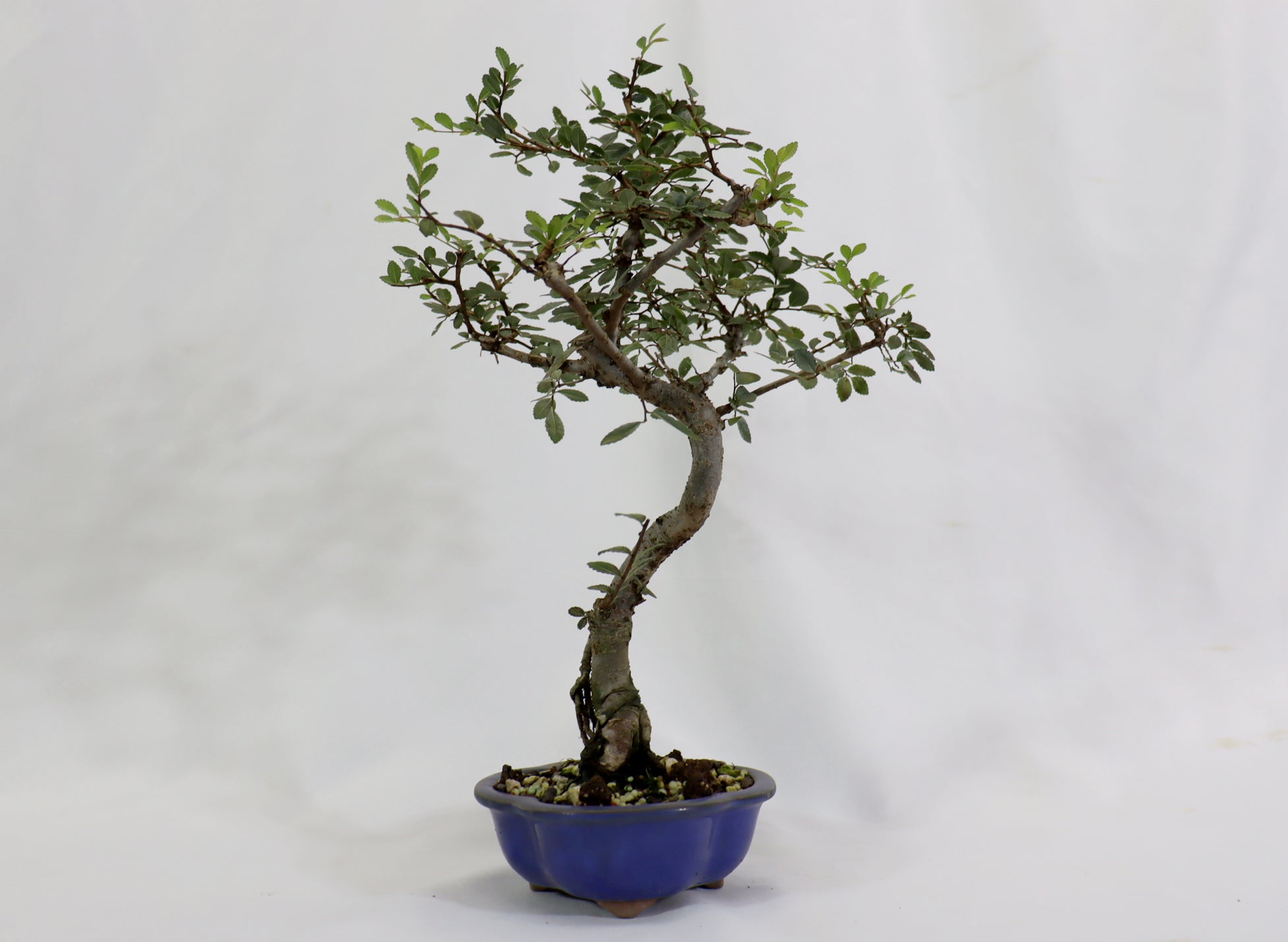 Chinese Elm in a Glazed Pot