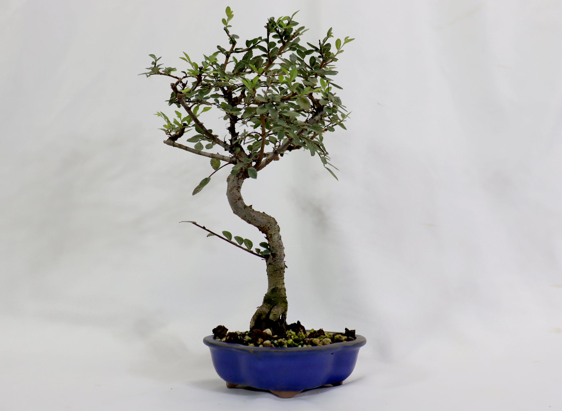 Chinese Elm in a Glazed Pot