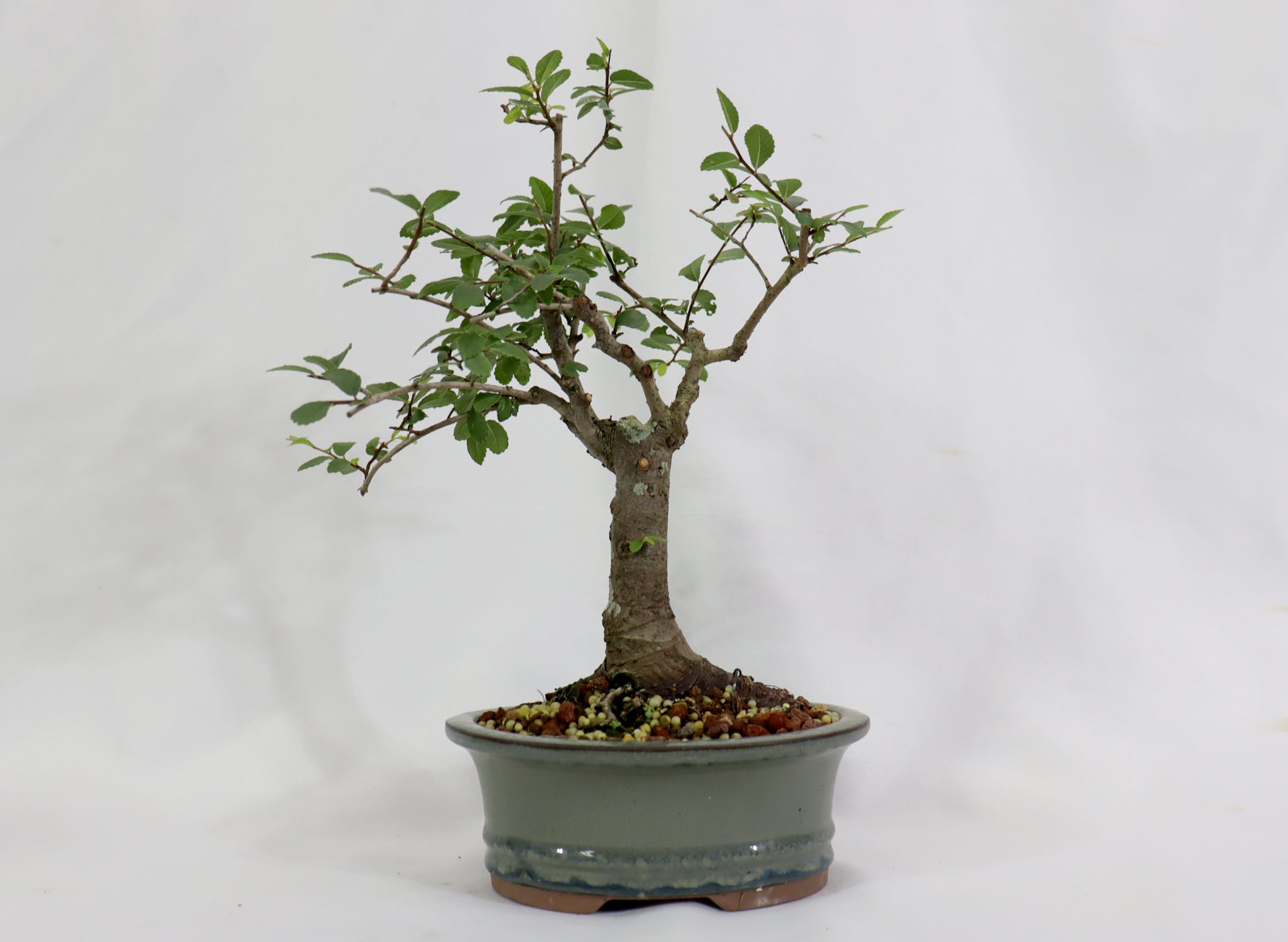 Chinese Elm in a Glazed Pot