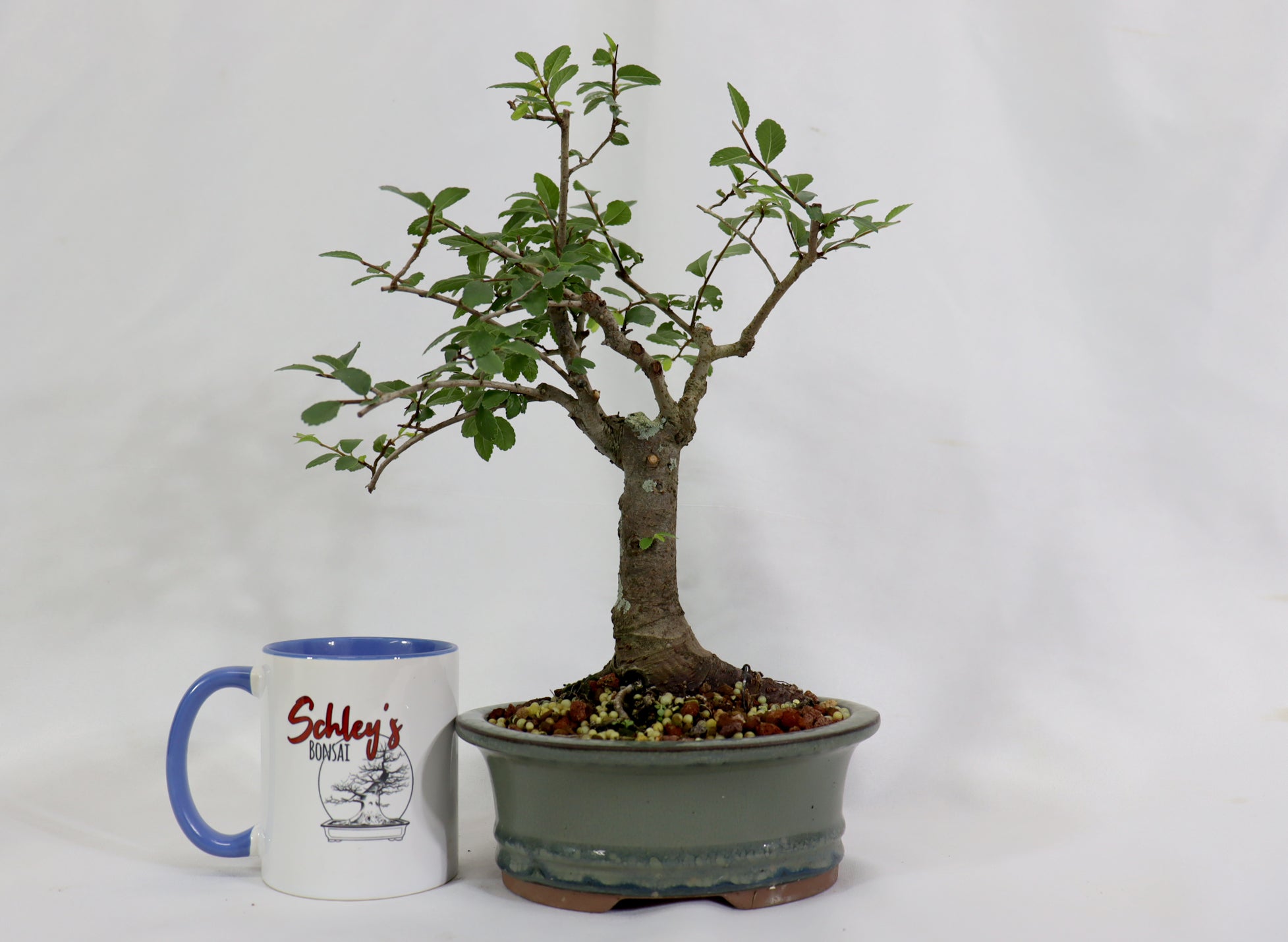 Chinese Elm in a Glazed Pot