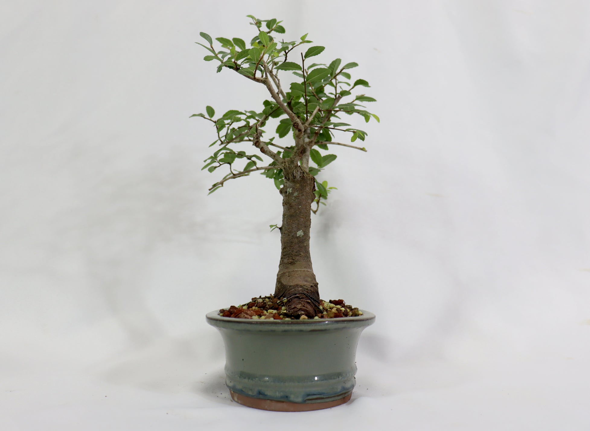 Chinese Elm in a Glazed Pot