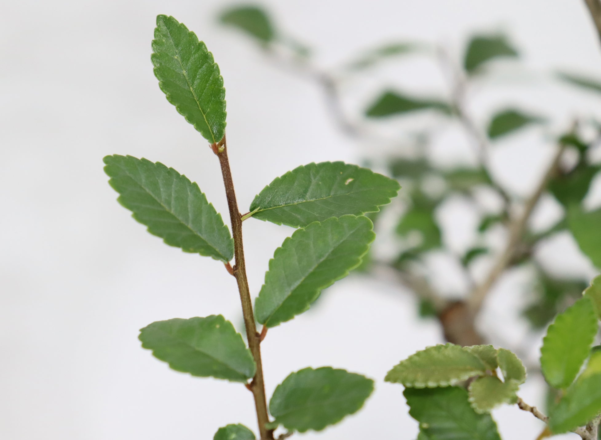 Chinese Elm in a Glazed Pot