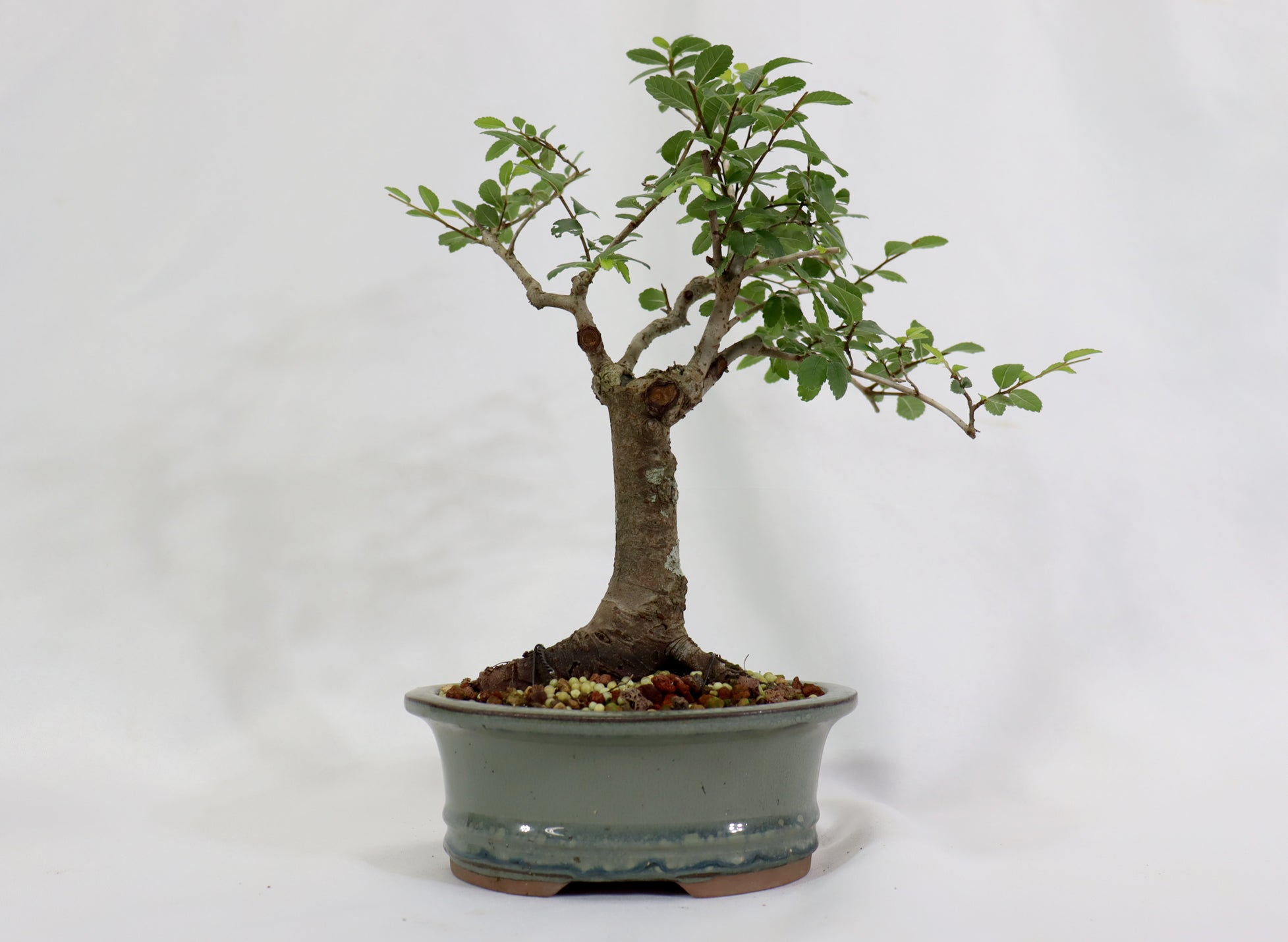 Chinese Elm in a Glazed Pot