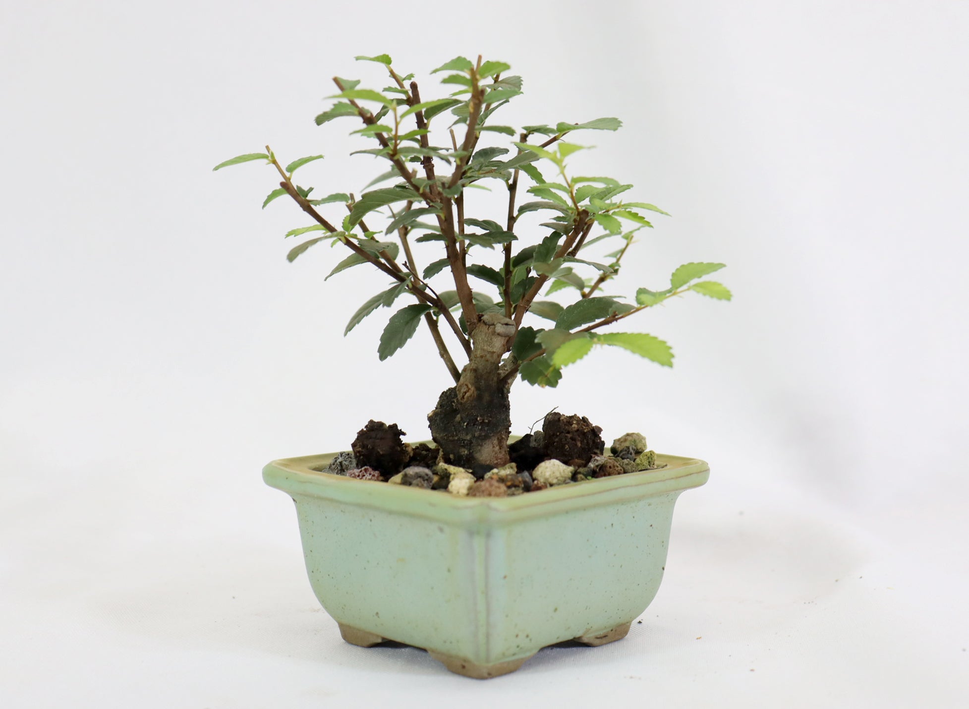 Chinese Elm in a Glazed Pot