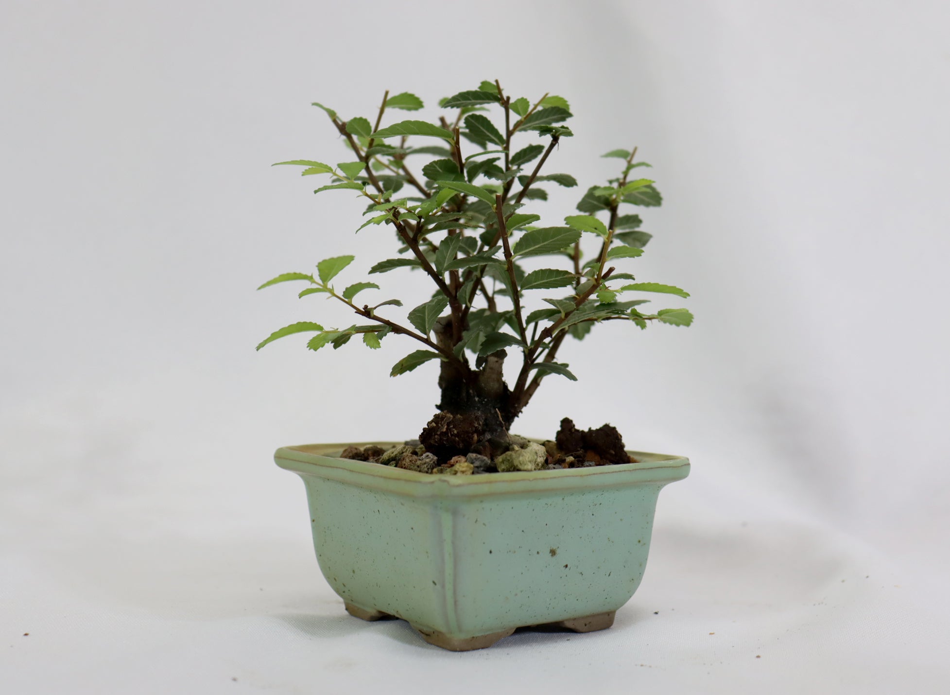 Chinese Elm in a Glazed Pot