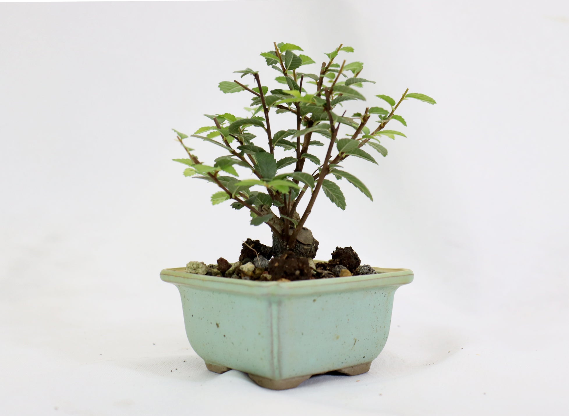 Chinese Elm in a Glazed Pot