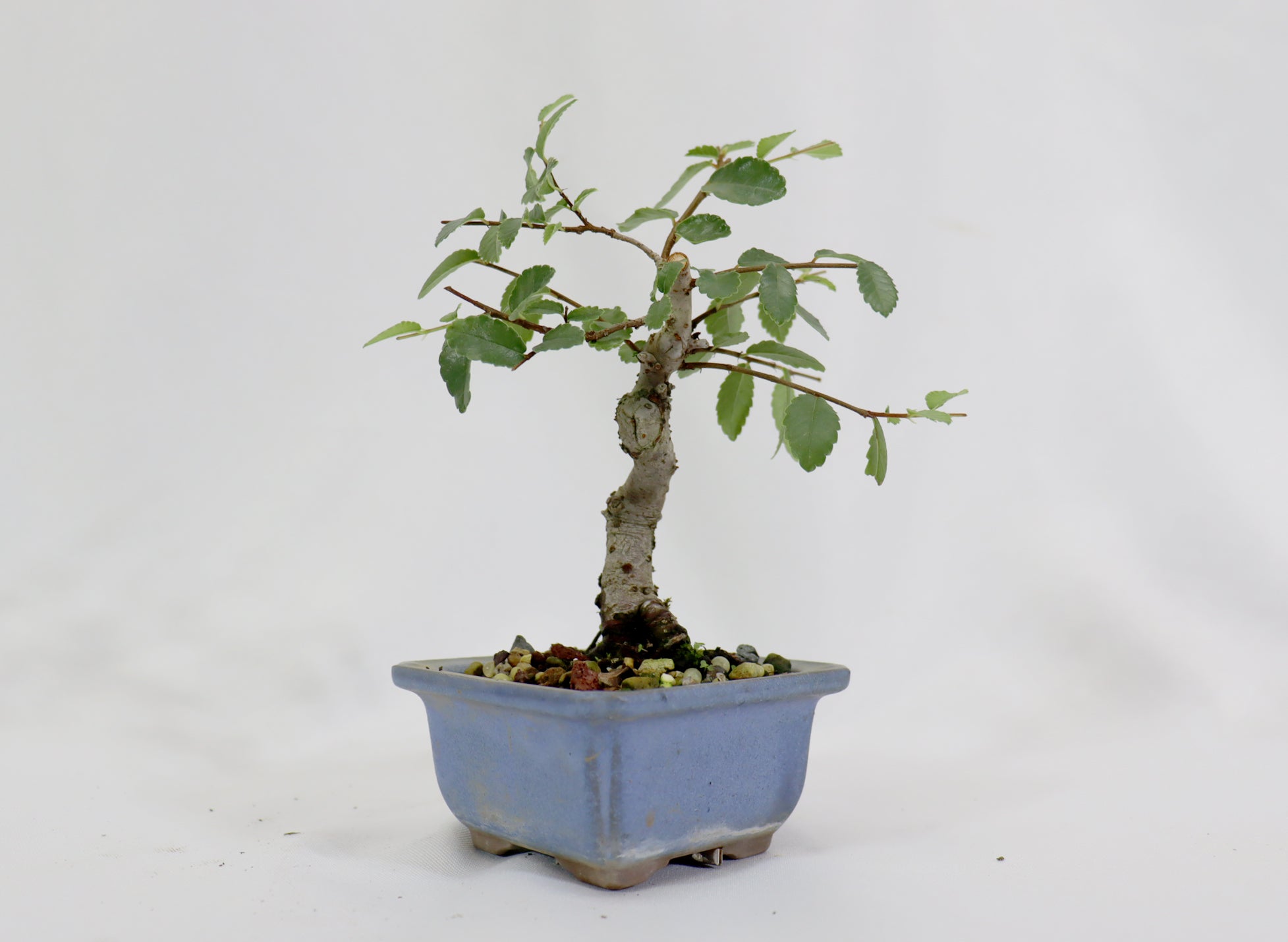 Chinese Elm in a Glazed Pot