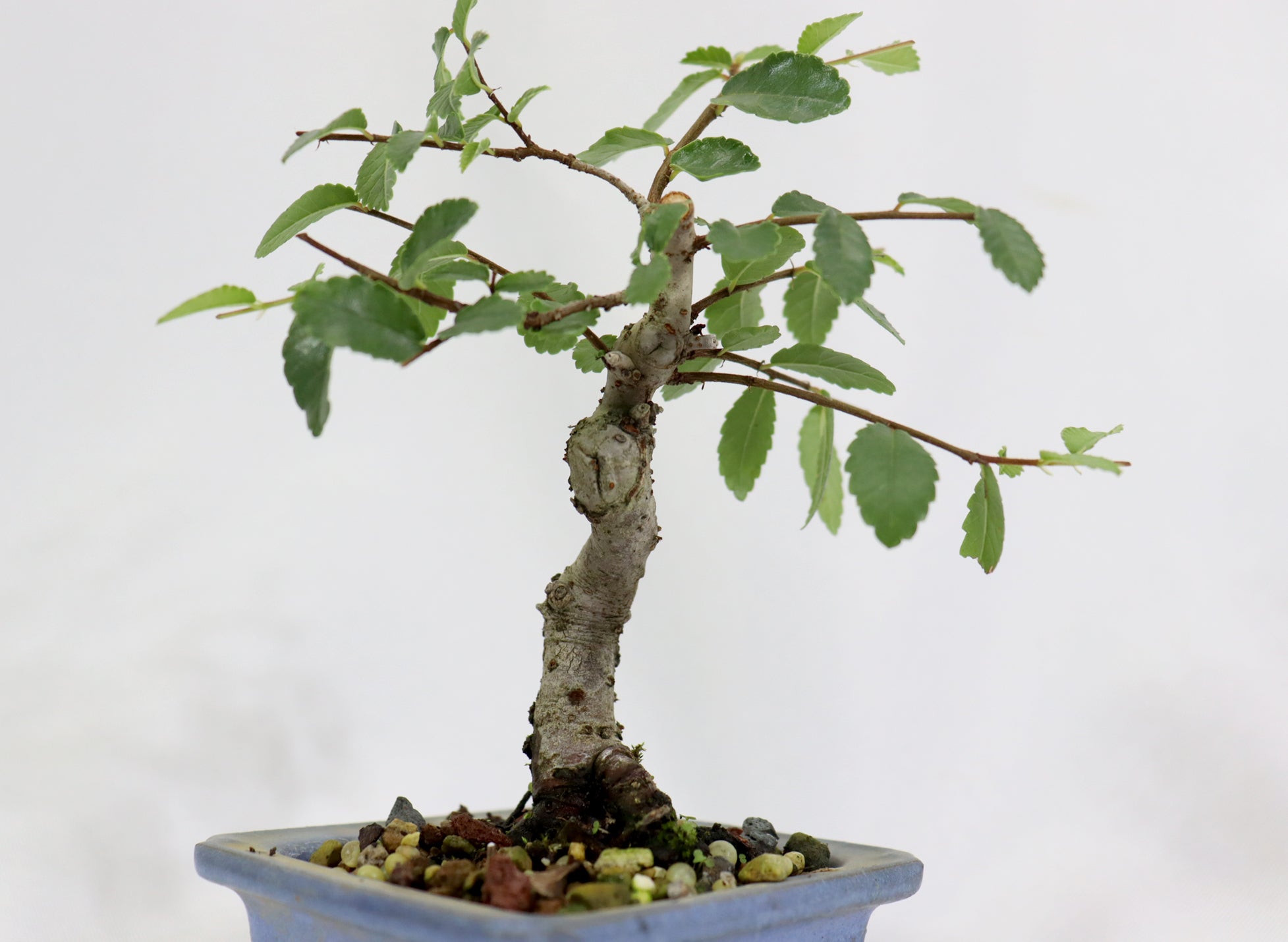 Chinese Elm in a Glazed Pot