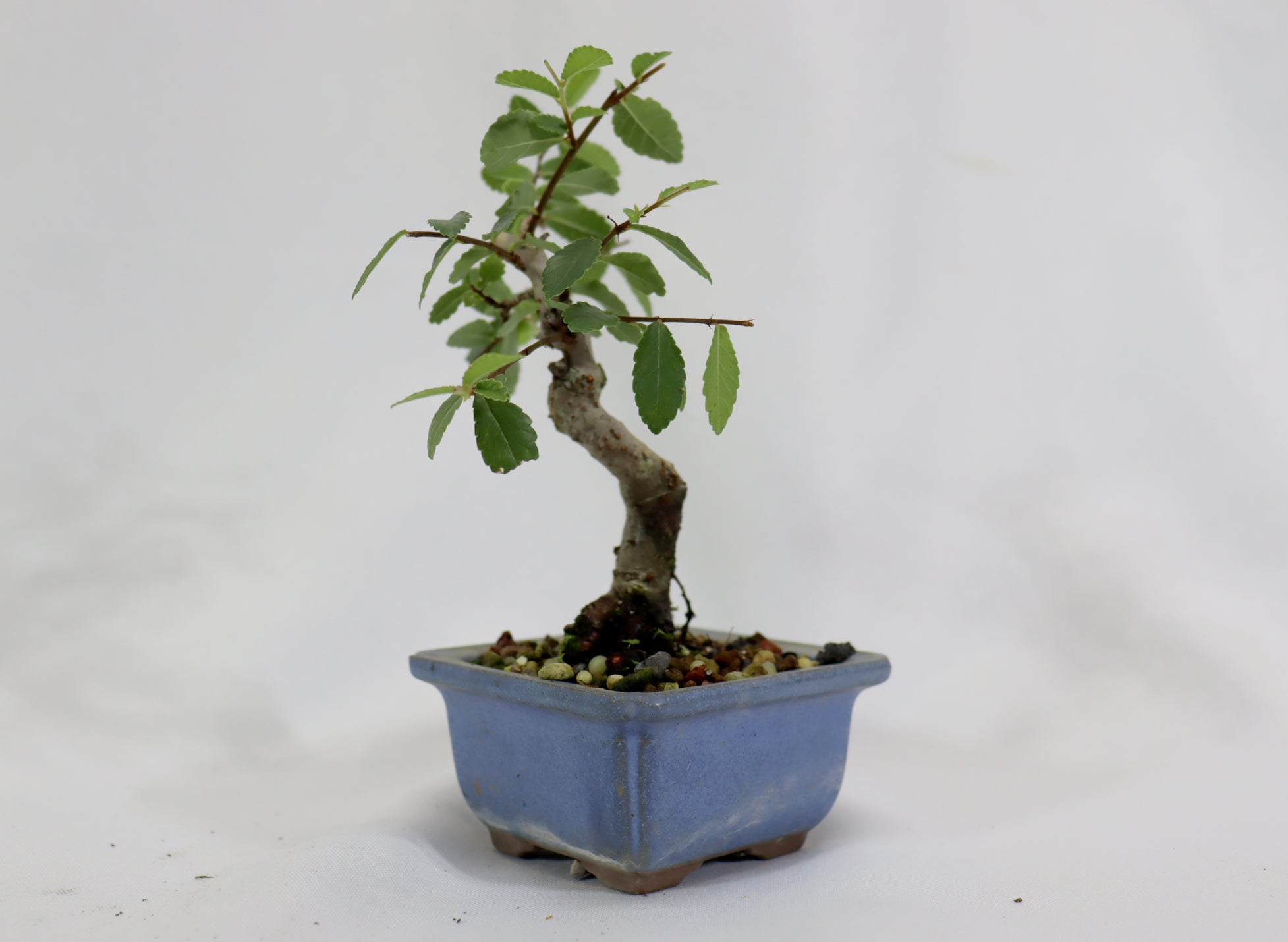 Chinese Elm in a Glazed Pot