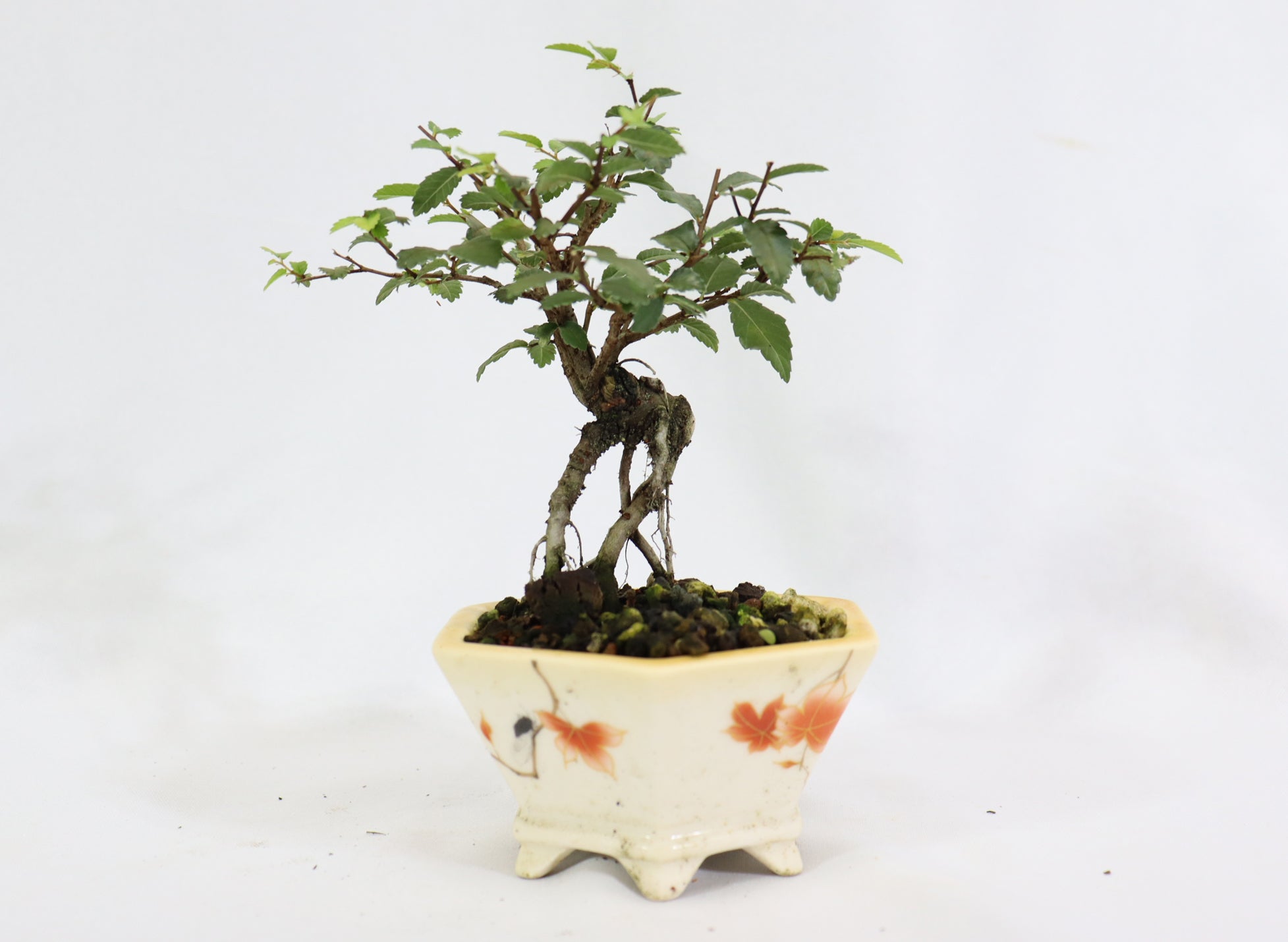 Chinese Elm in a Glazed Pot