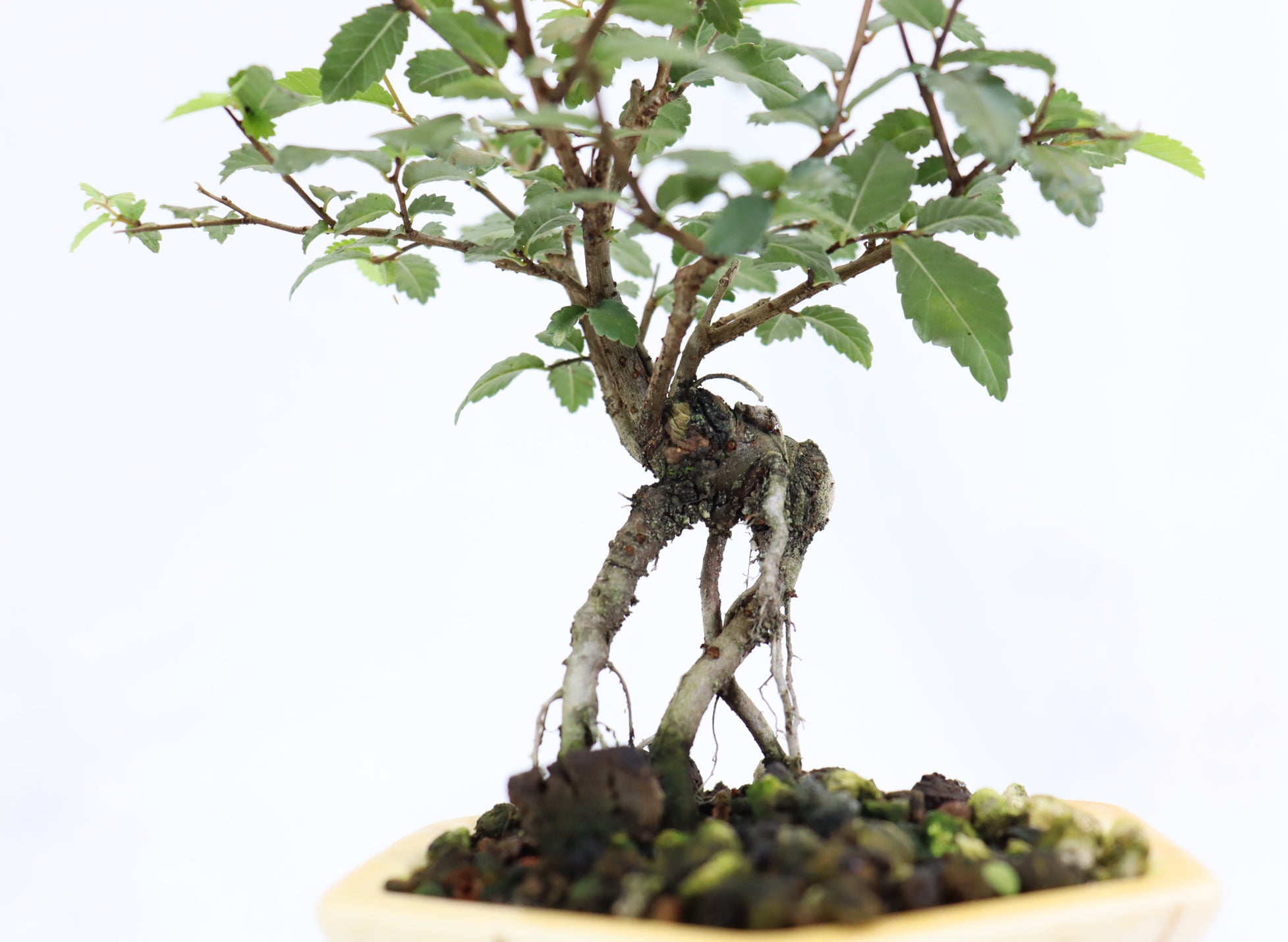 Chinese Elm in a Glazed Pot