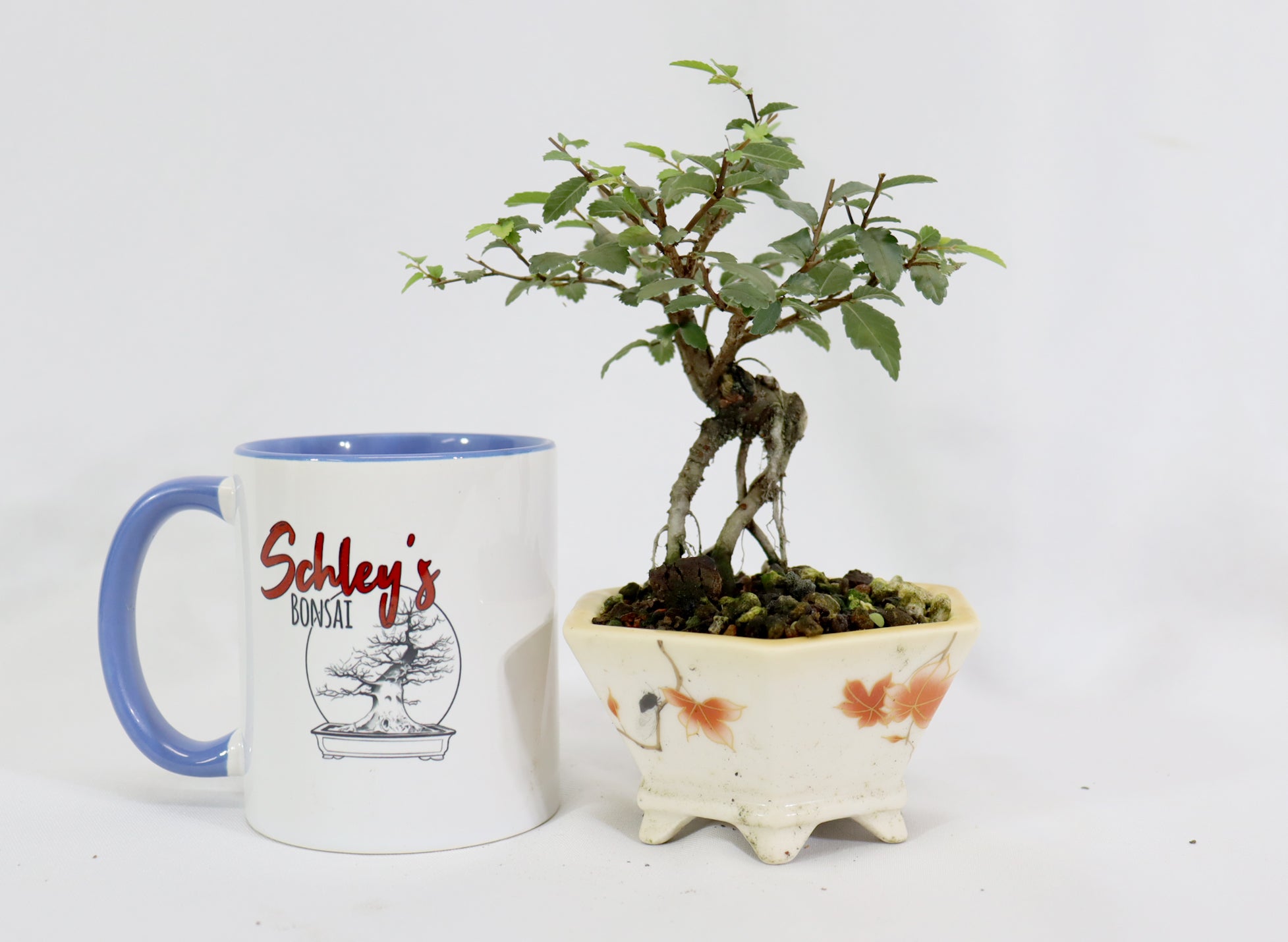 Chinese Elm in a Glazed Pot