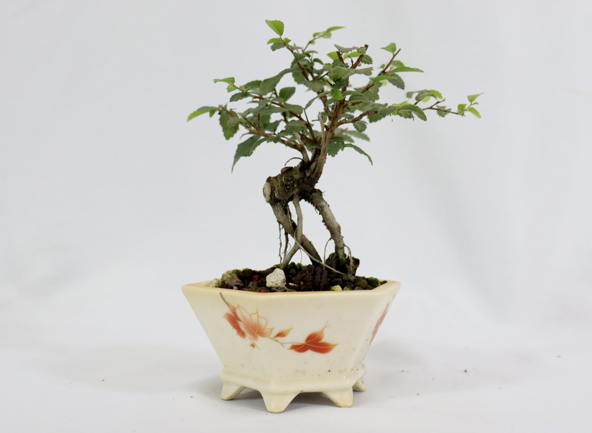 Chinese Elm in a Glazed Pot