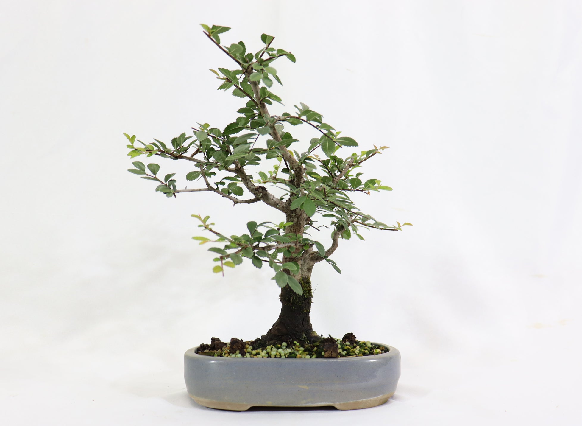 Chinese Elm in a Blue Oval Container