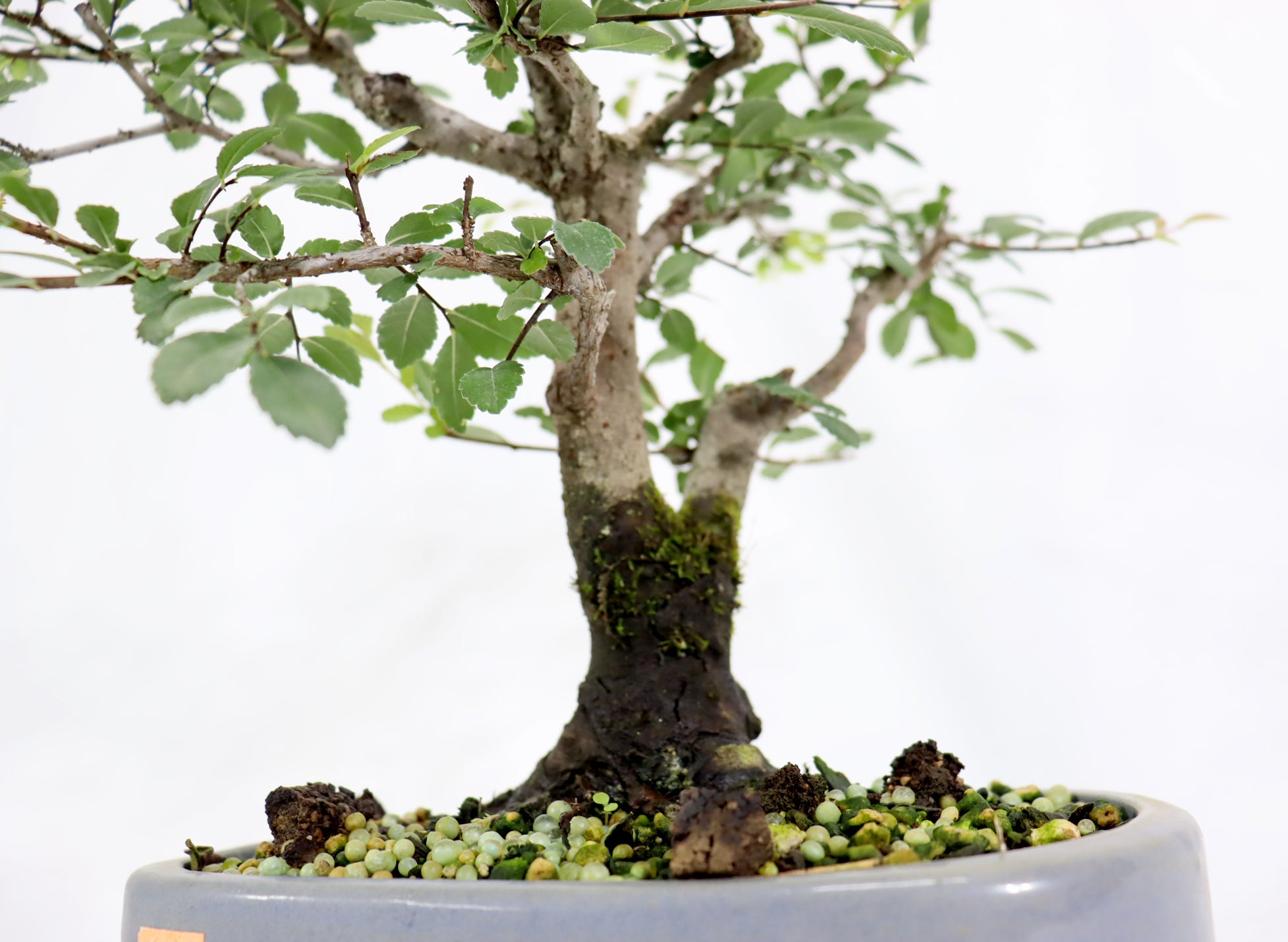 Chinese Elm in a Blue Oval Container