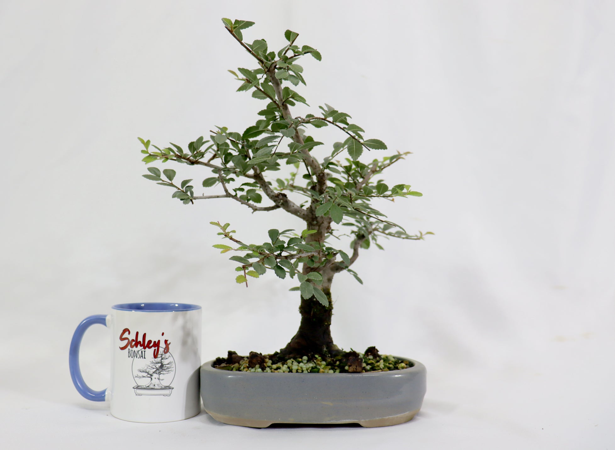 Chinese Elm in a Blue Oval Container