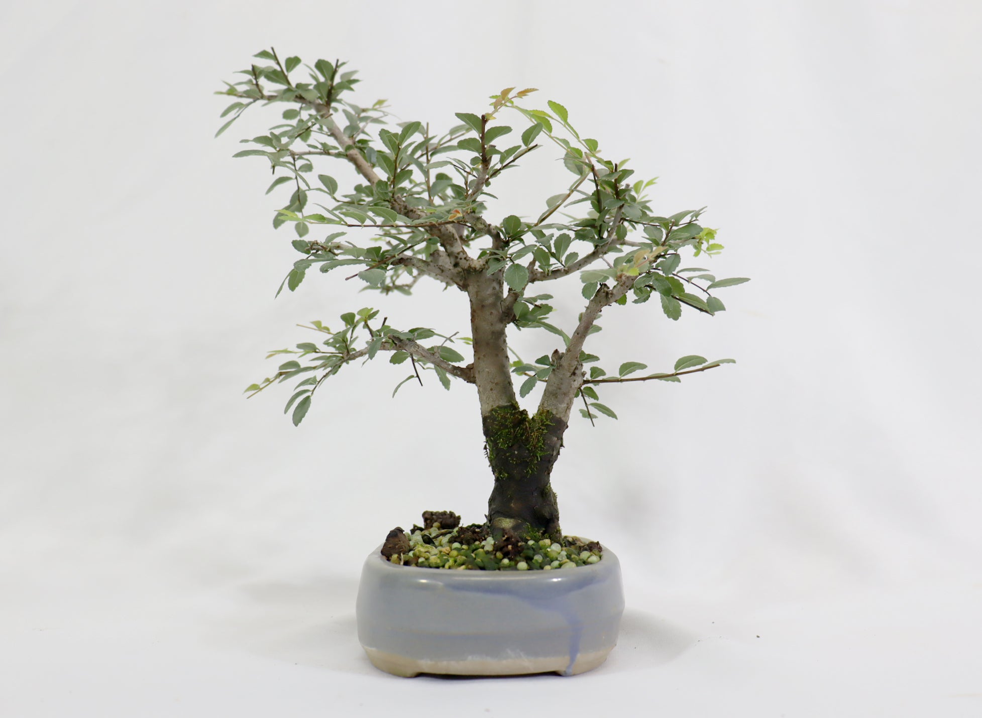 Chinese Elm in a Blue Oval Container