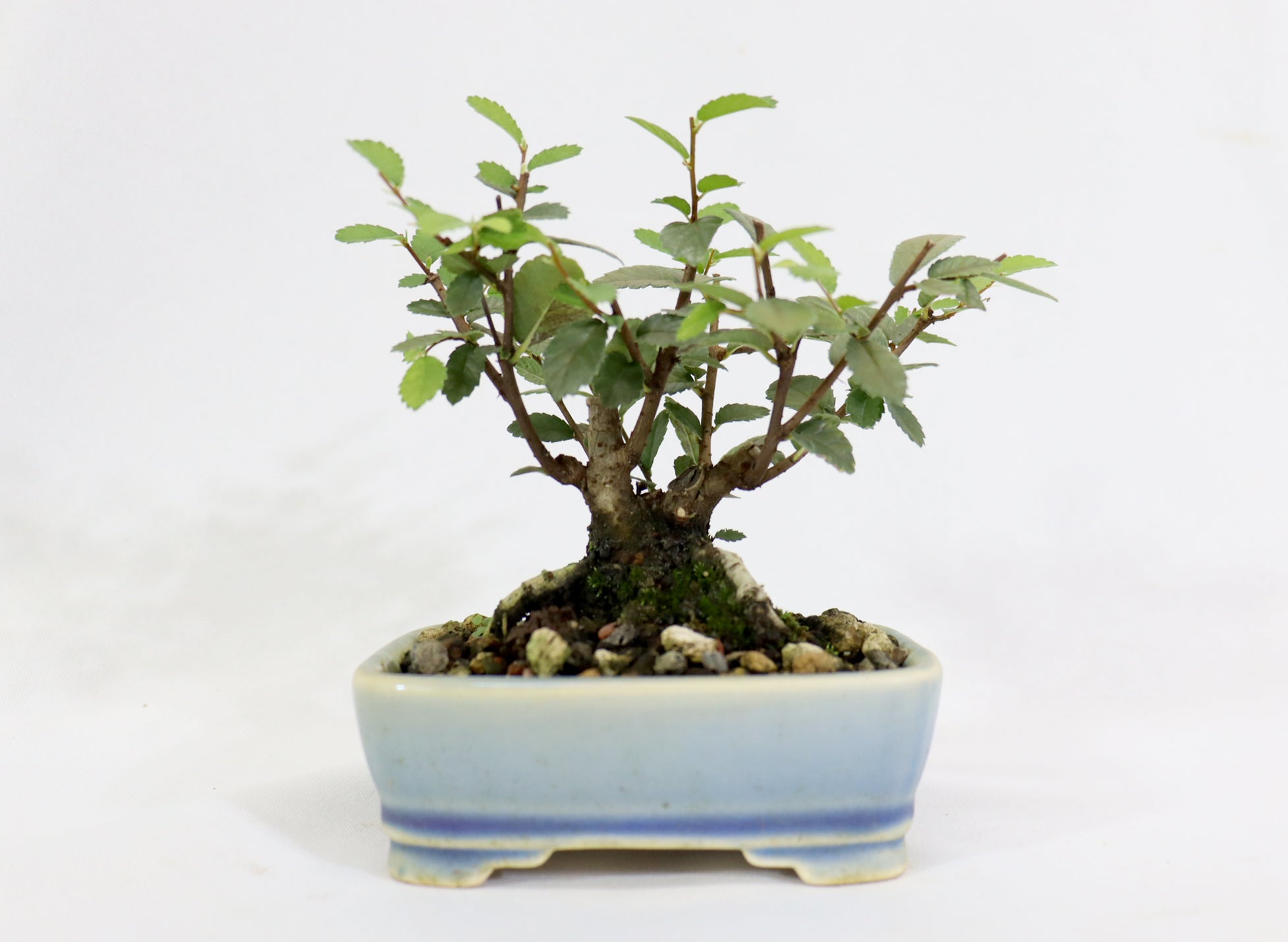Chinese Elm in a Glazed and Chopped Pot