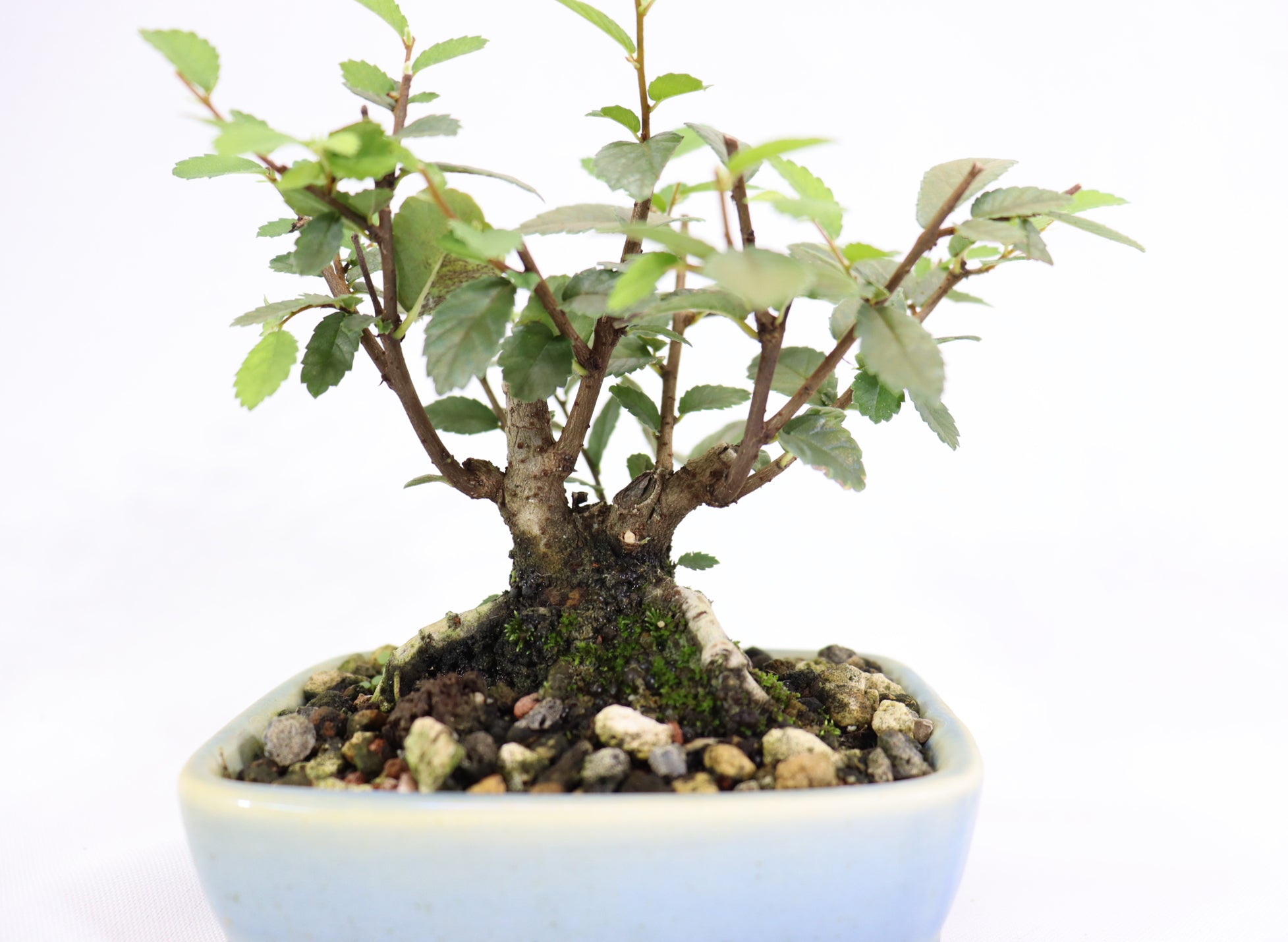 Chinese Elm in a Glazed and Chopped Pot